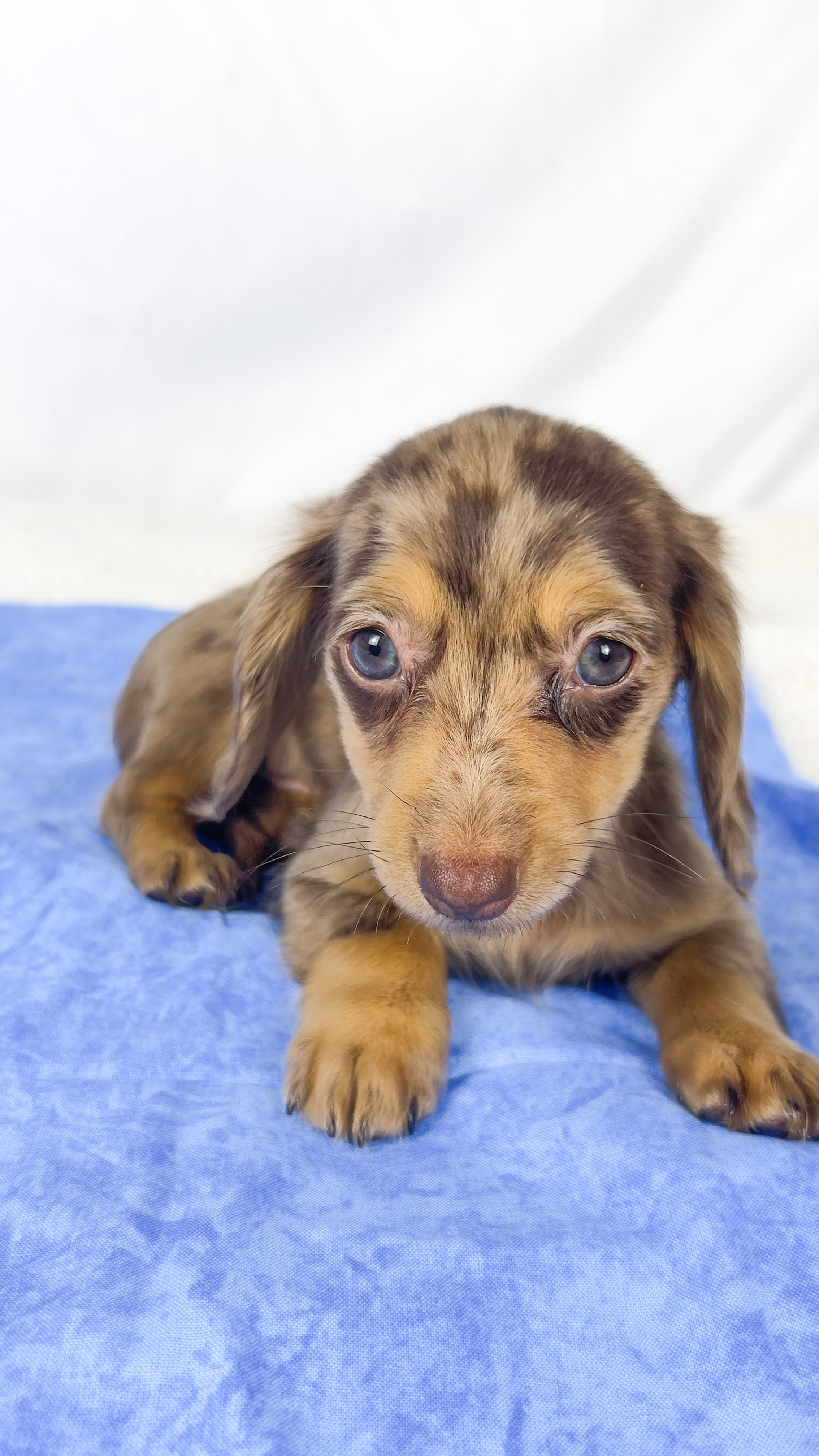 Hot fudge aka Reese (RESERVED, longhaired girl)