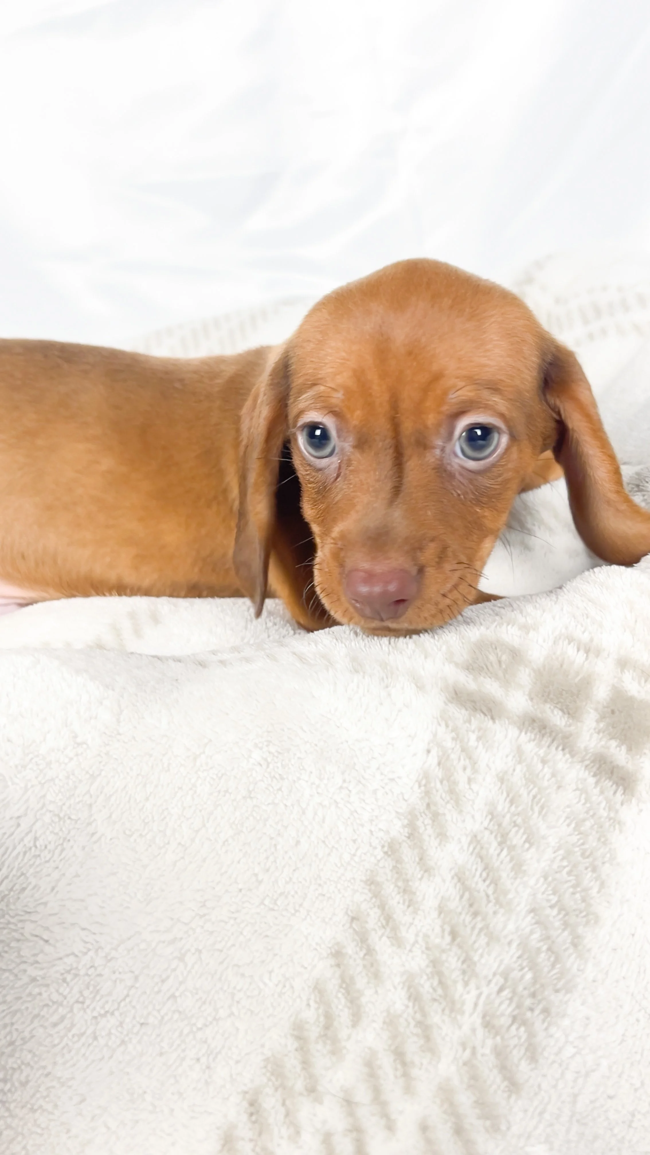 Thai tea (RESERVED, shorthaired boy)