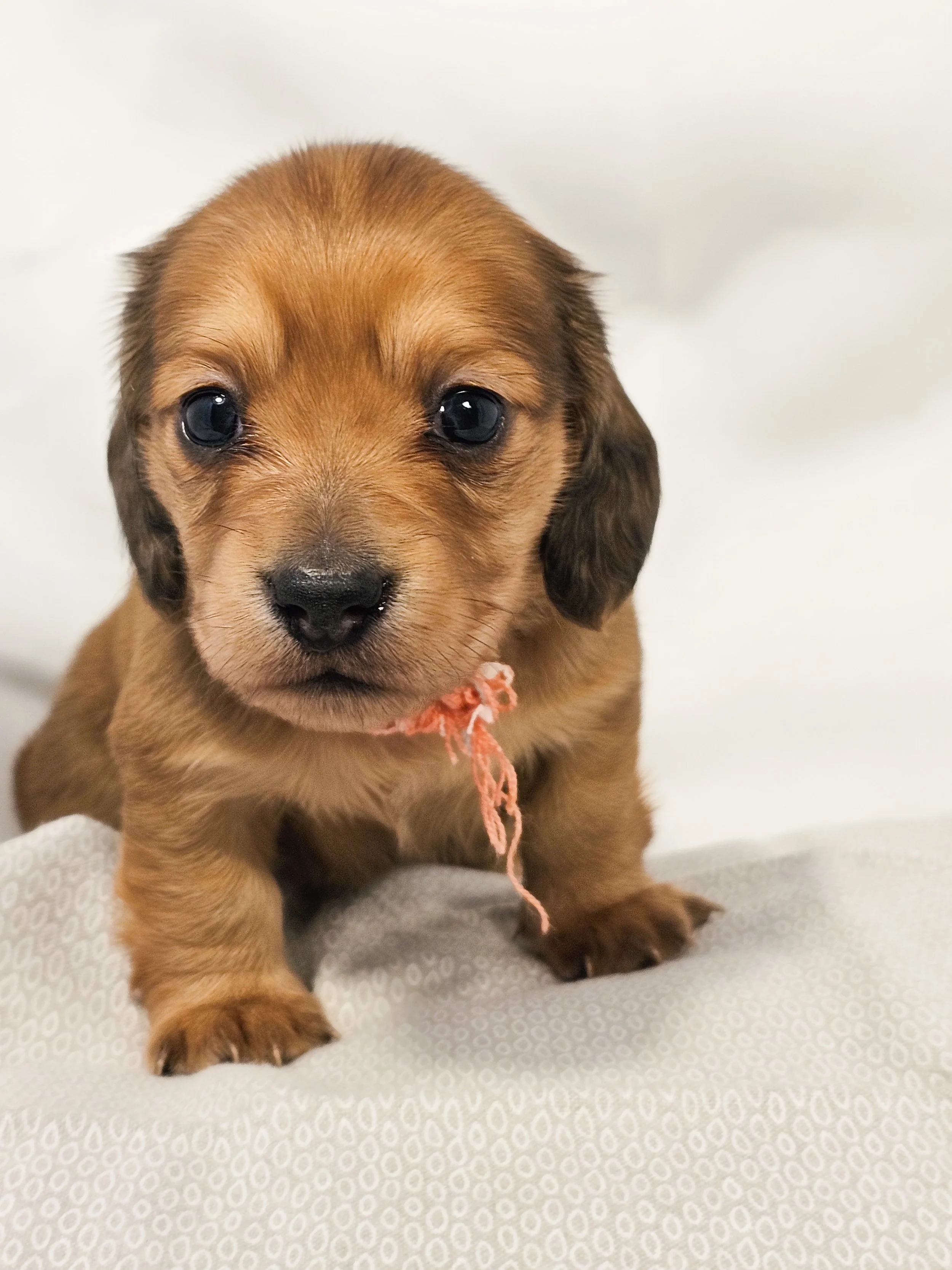 Bean (longhaired girl, $4000 with a $500 deposit towards the total)
