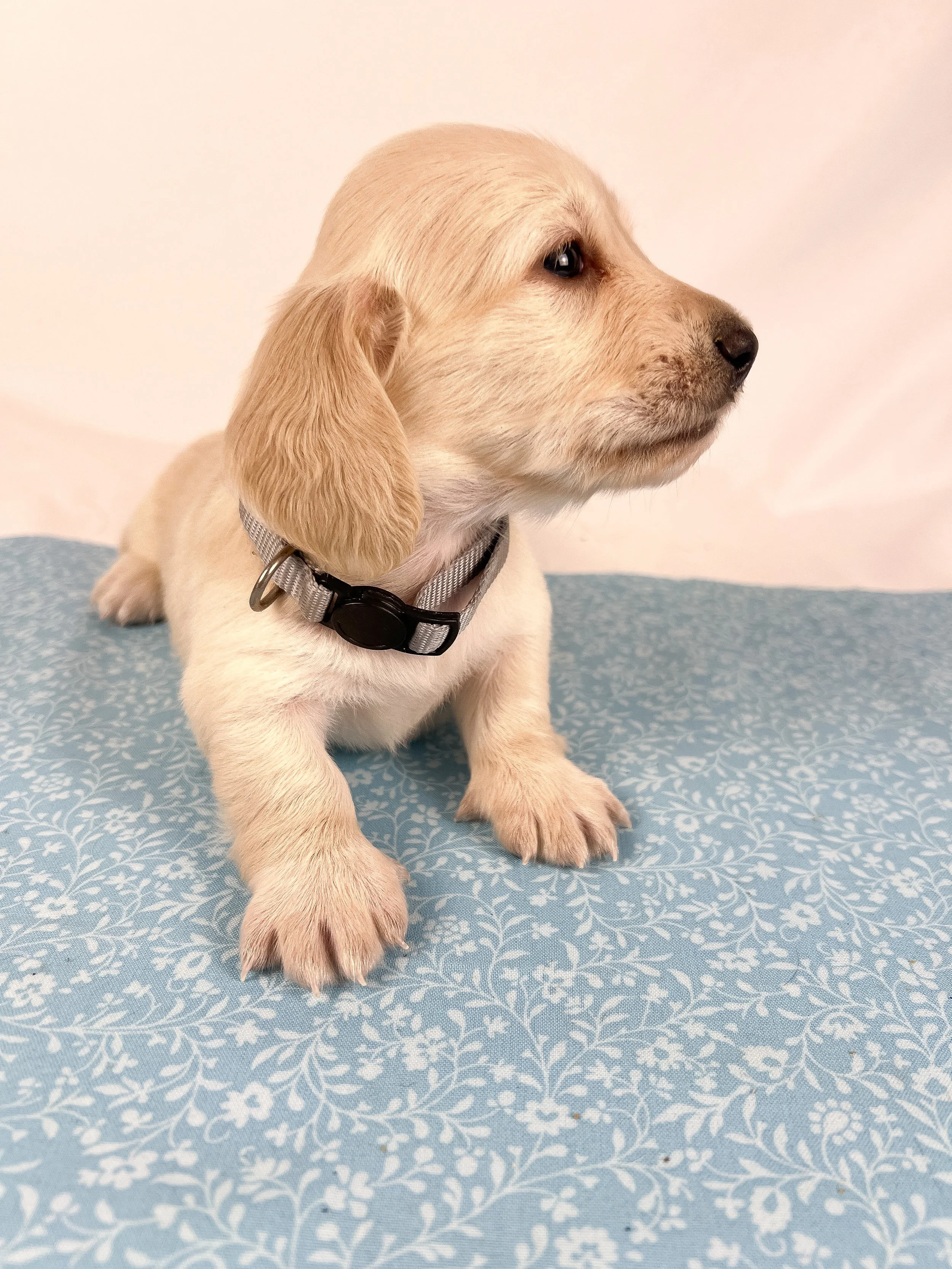 Parmesan aka Wally (RESERVED, longhaired boy)