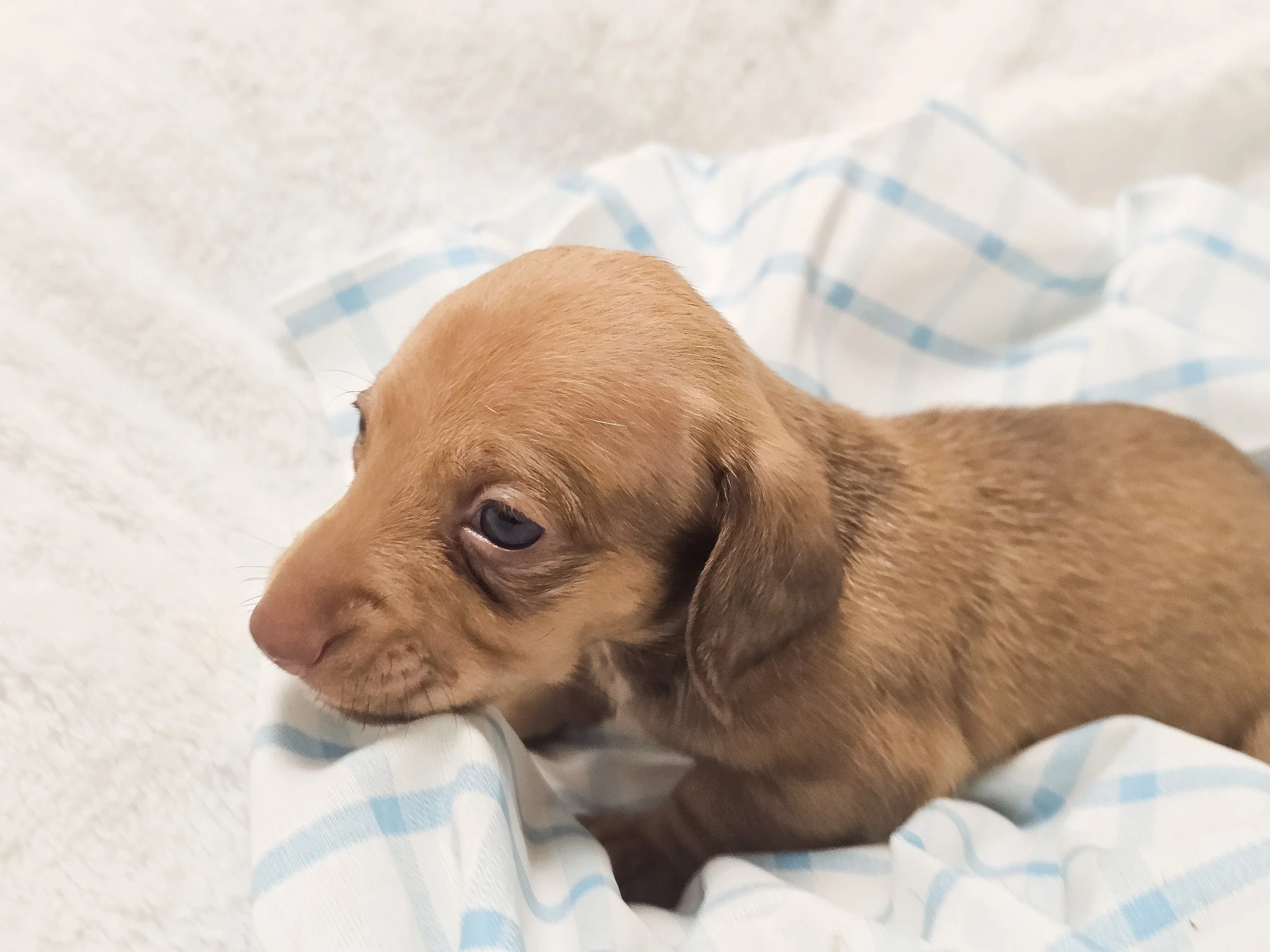 Scoops (shorthaired girl, $2000 with a $500 deposit towards total)