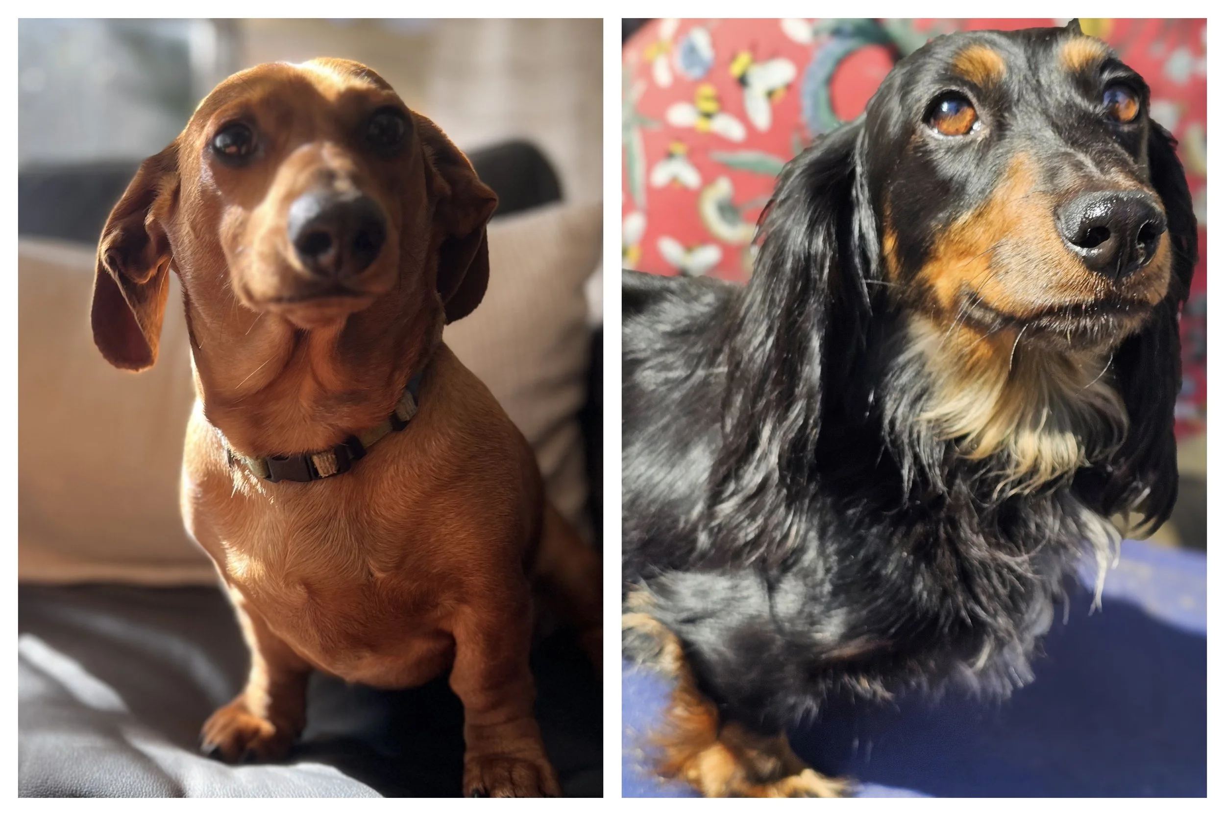 Side-by-side photos of two long-haired dachshund puppies with brown and black fur, both sitting on carpeted floors indoors.