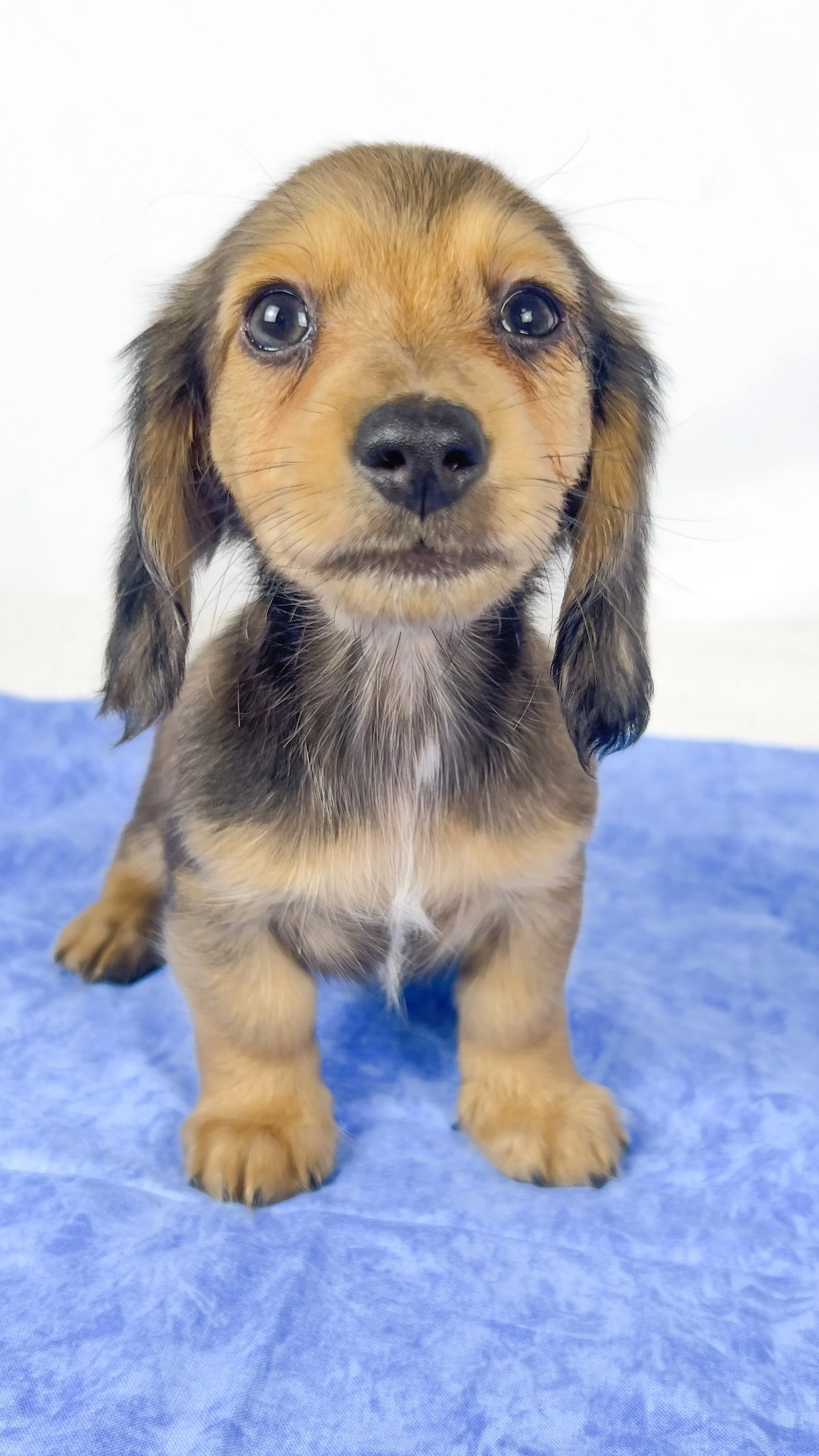 Cherry (RESERVED, longhaired boy)