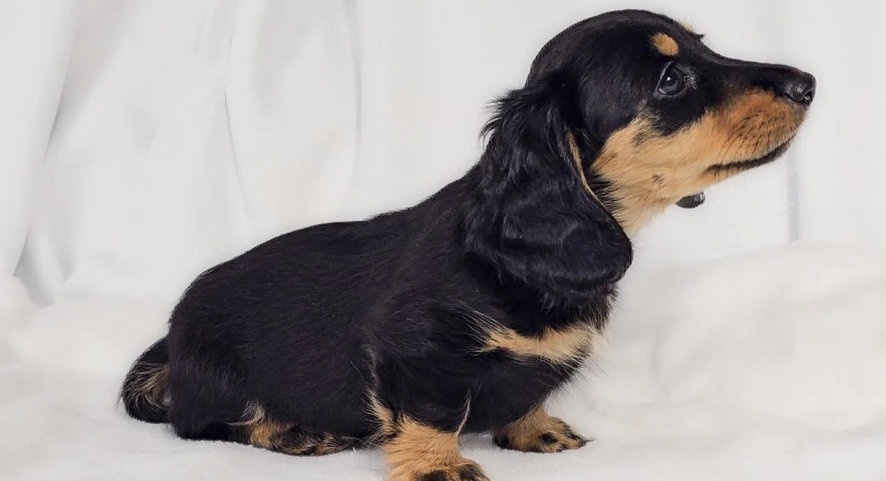 Shore aka Vienna (RESERVED, longhaired girl)