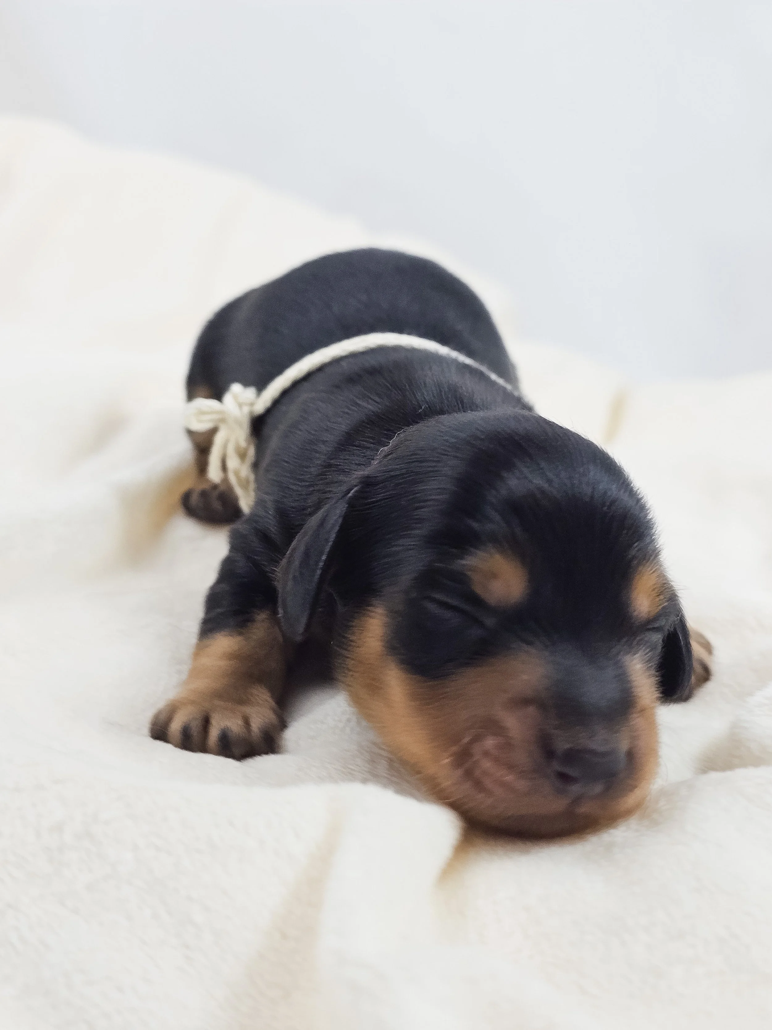 Cheese (longhaired boy, $3300 with a $500 deposit towards total)
