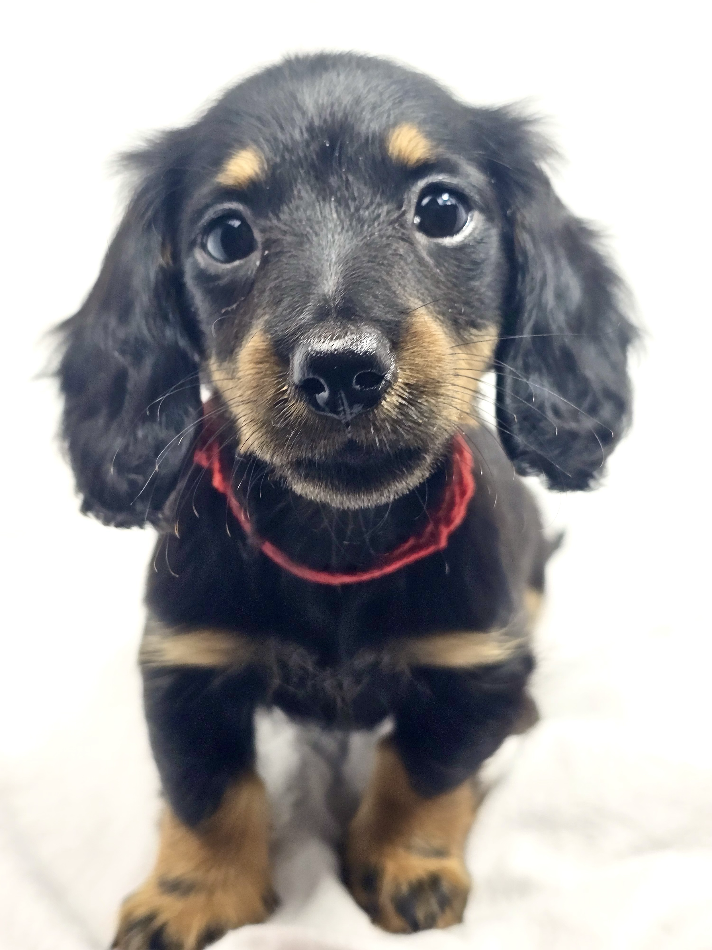 Jelly aka Danni (RESERVED, longhaired girl)