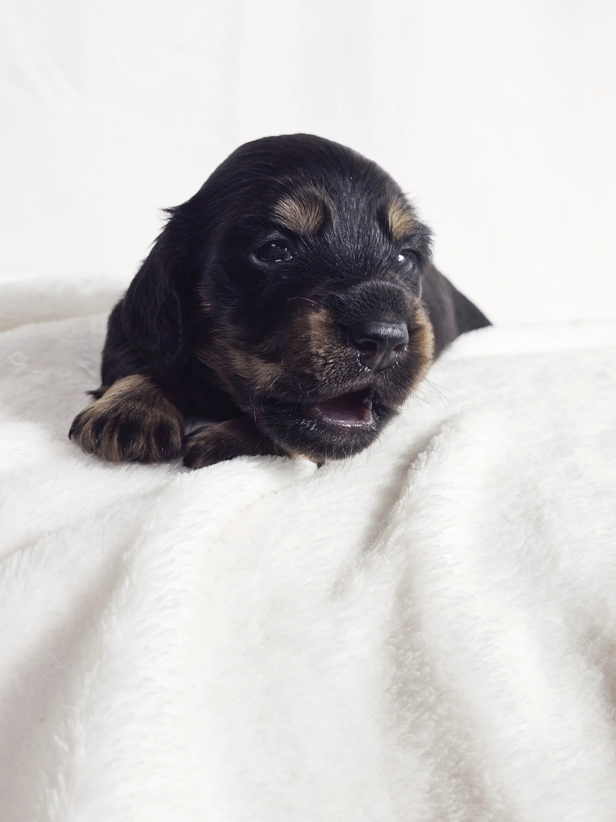 Chocolate Cream (longhaired boy, $3000 with a $500 deposit towards total)