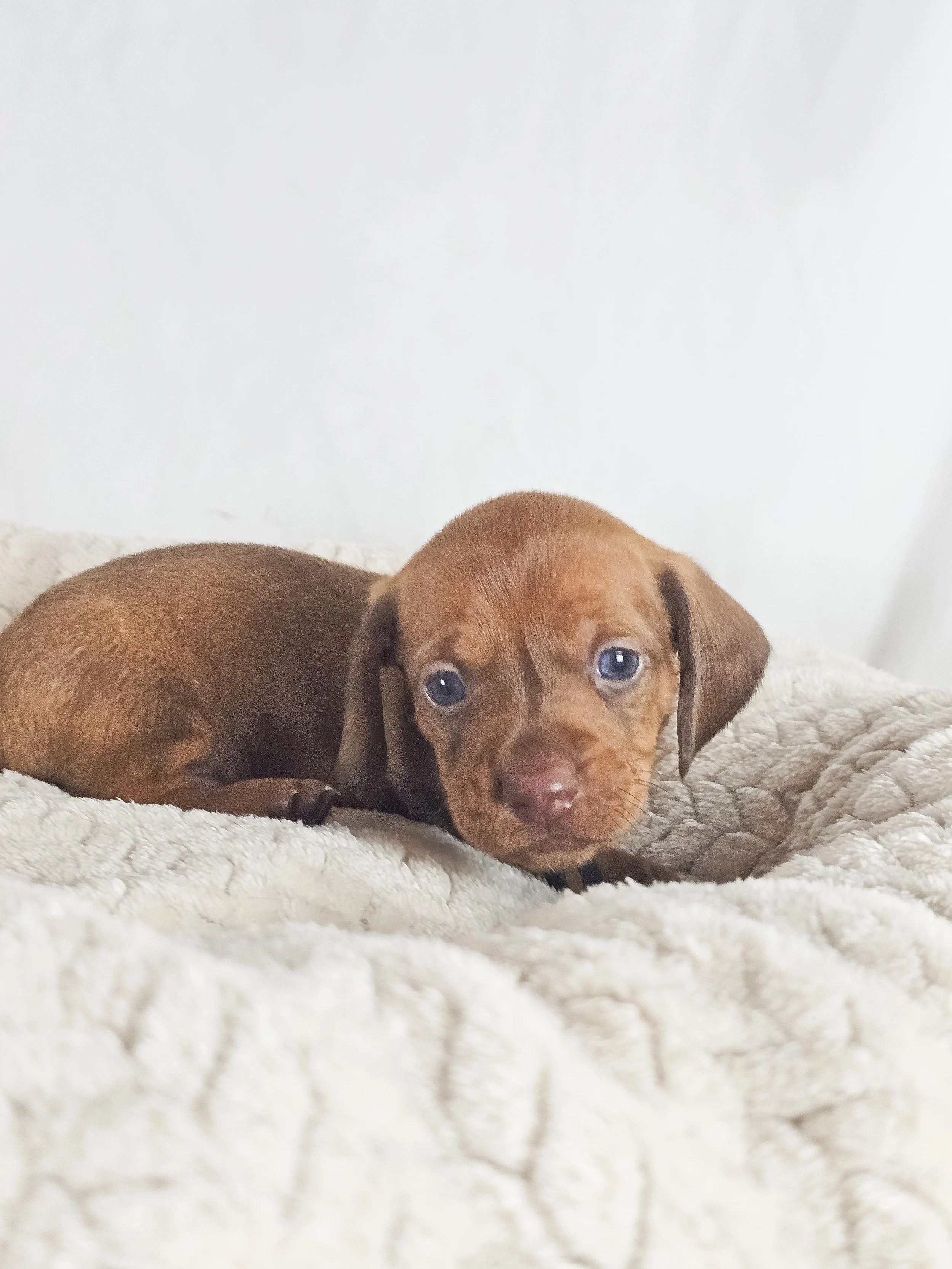 Thai tea (shorthaired boy, $2000 with a $500 deposit towards total)