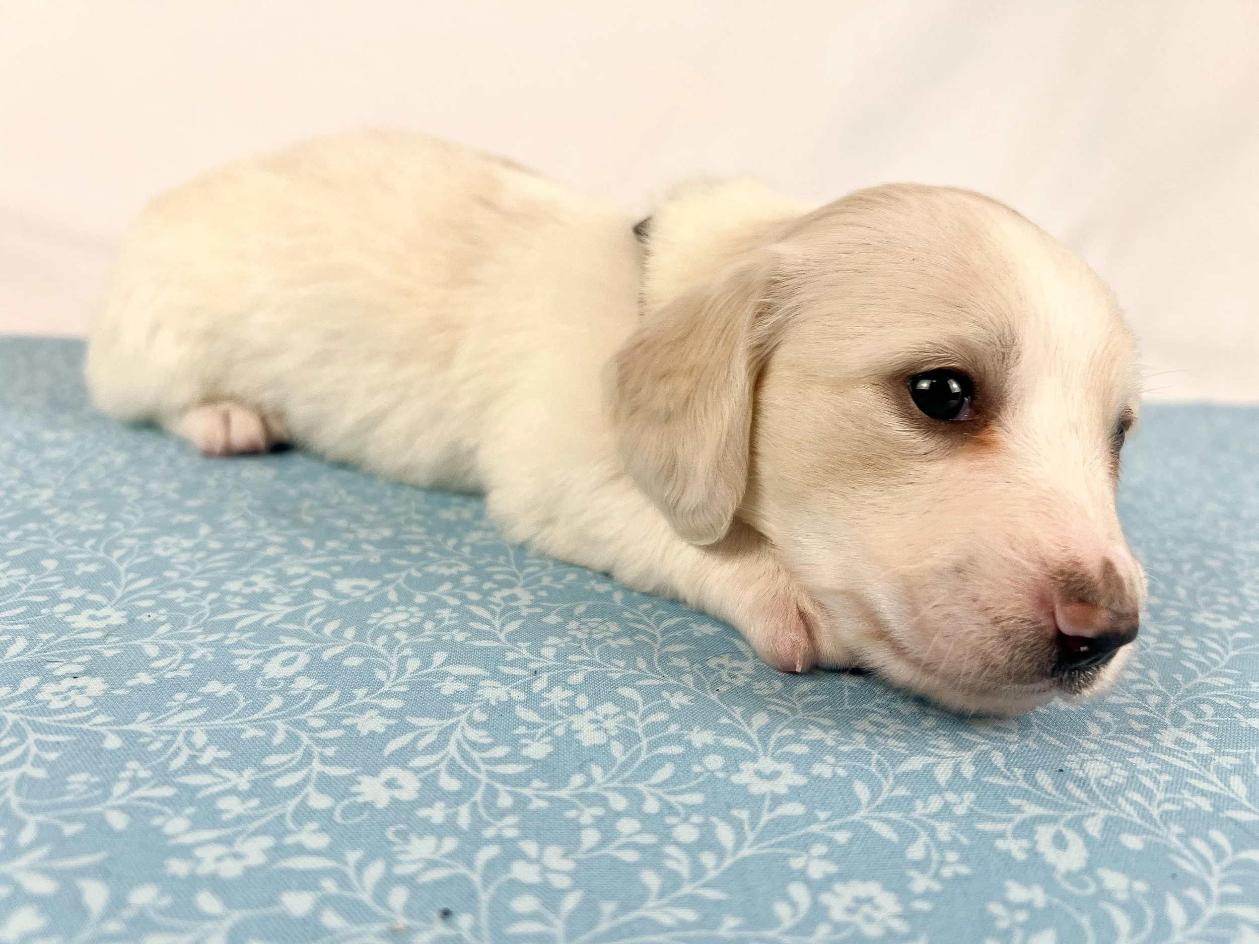 Pepperjack (longhaired boy, $4000 with a $500 deposit towards total)