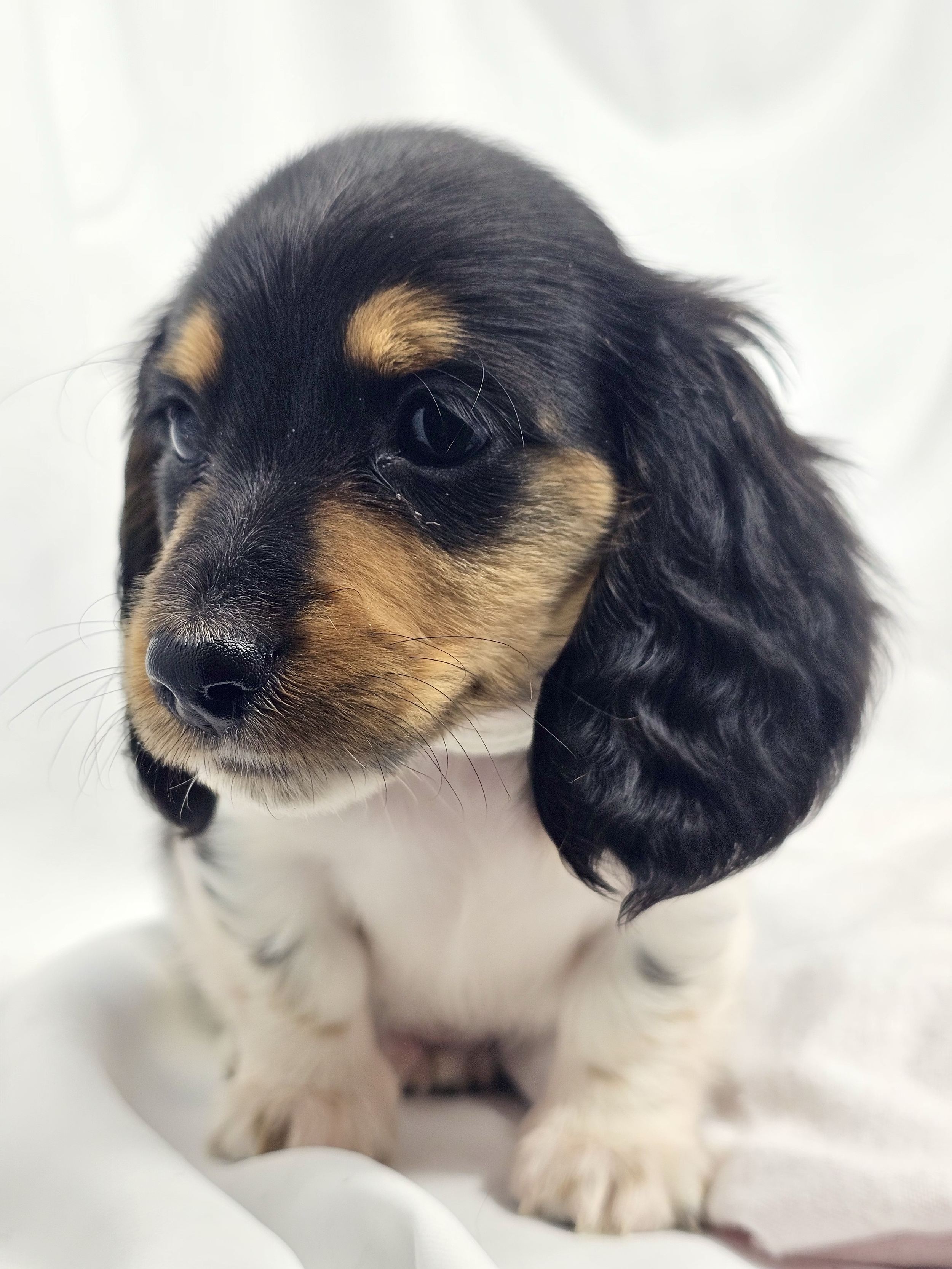 Marshmallow (RESERVED, longhaired boy)