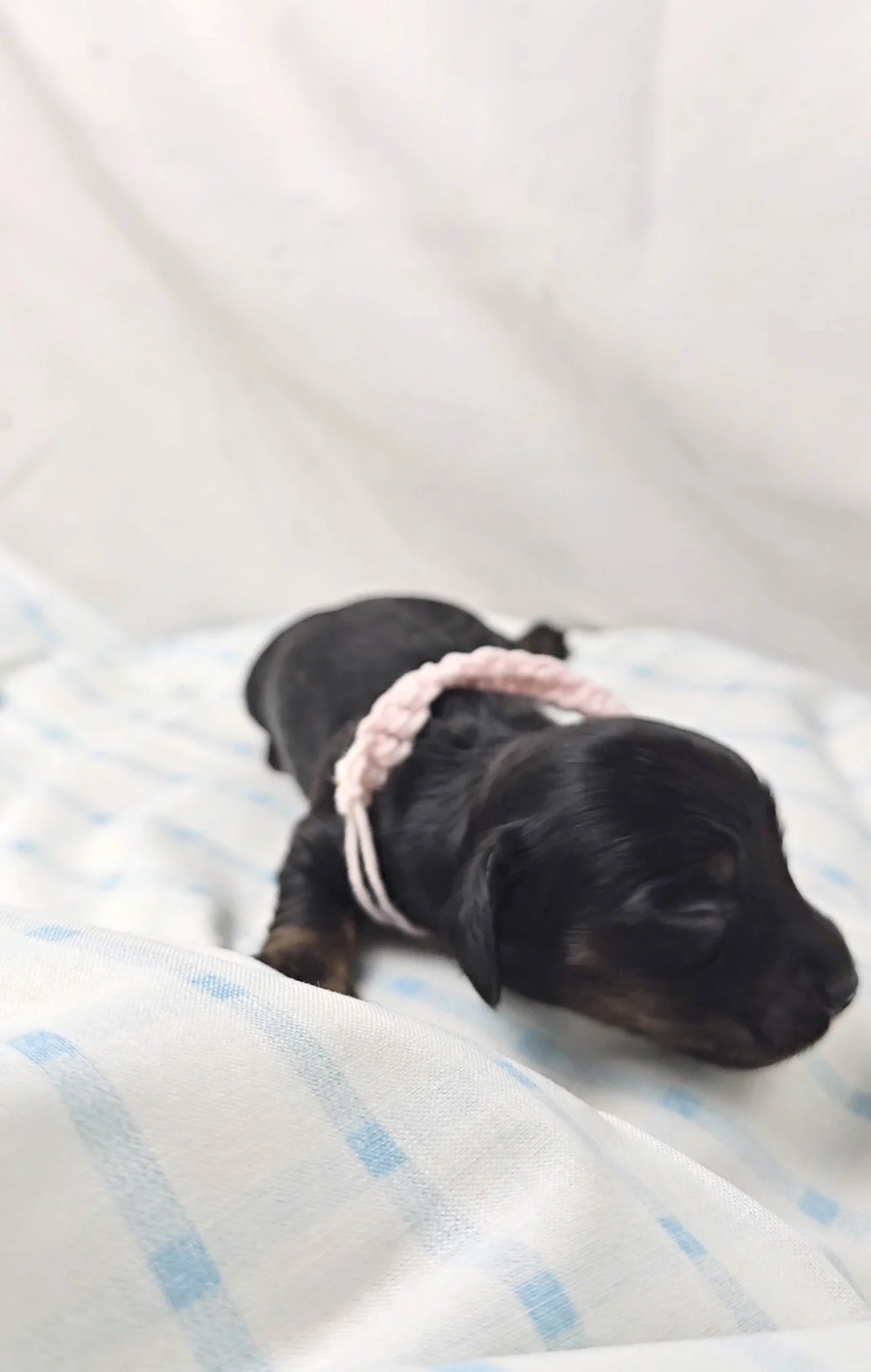 Reese's (longhaired girl, $2500 with a $500 deposit towards total)