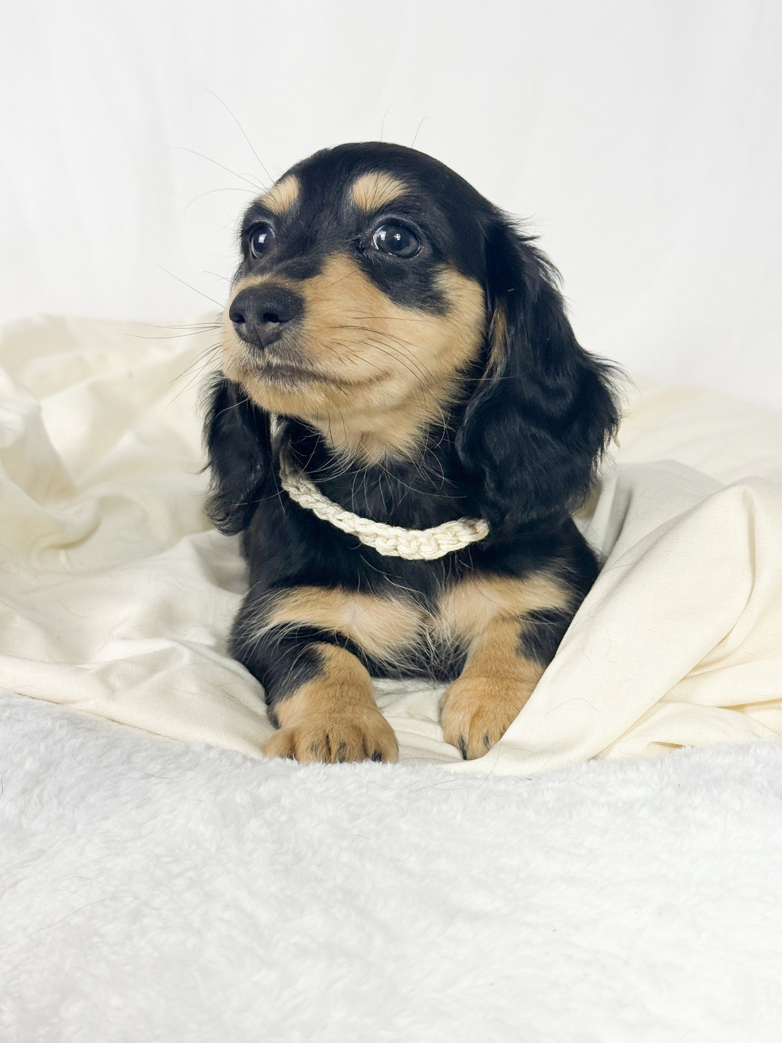 Salted Caramel Cream aka Ofi (RESERVED, longhaired girl)