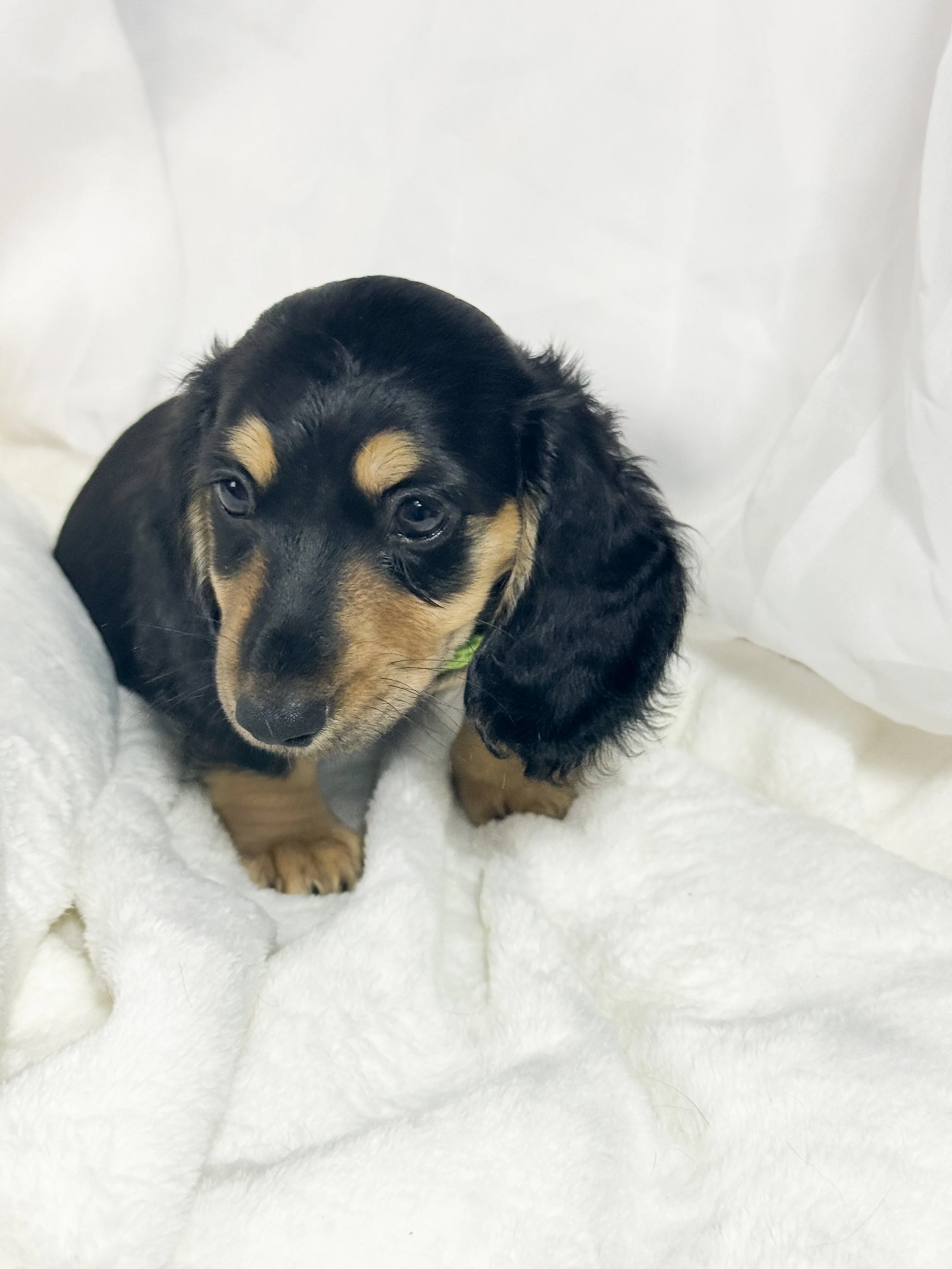 Pistachio Cream (RESERVED, longhaired girl)