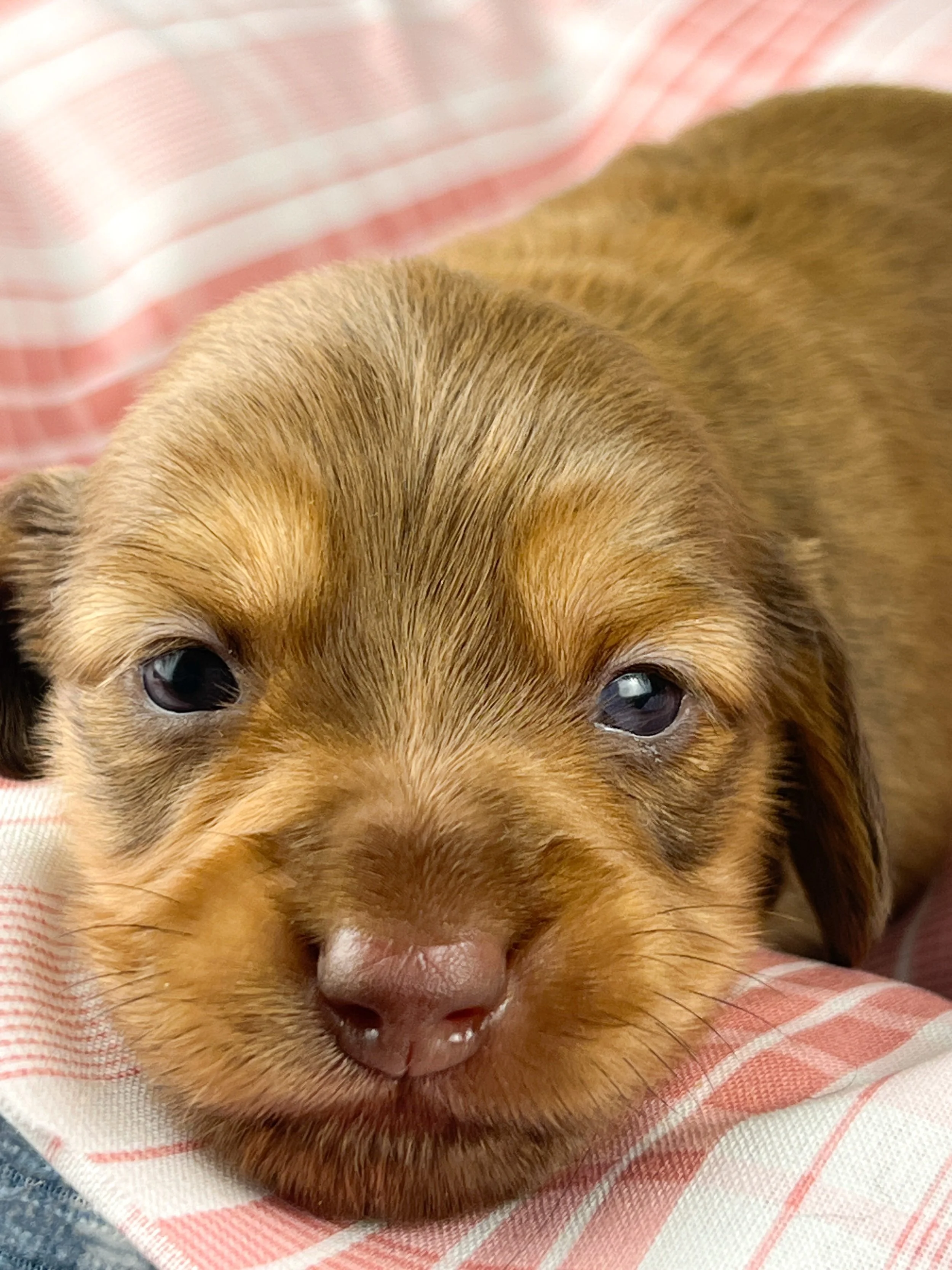 Crème aka Daisy (RESERVED, longhaired girl)