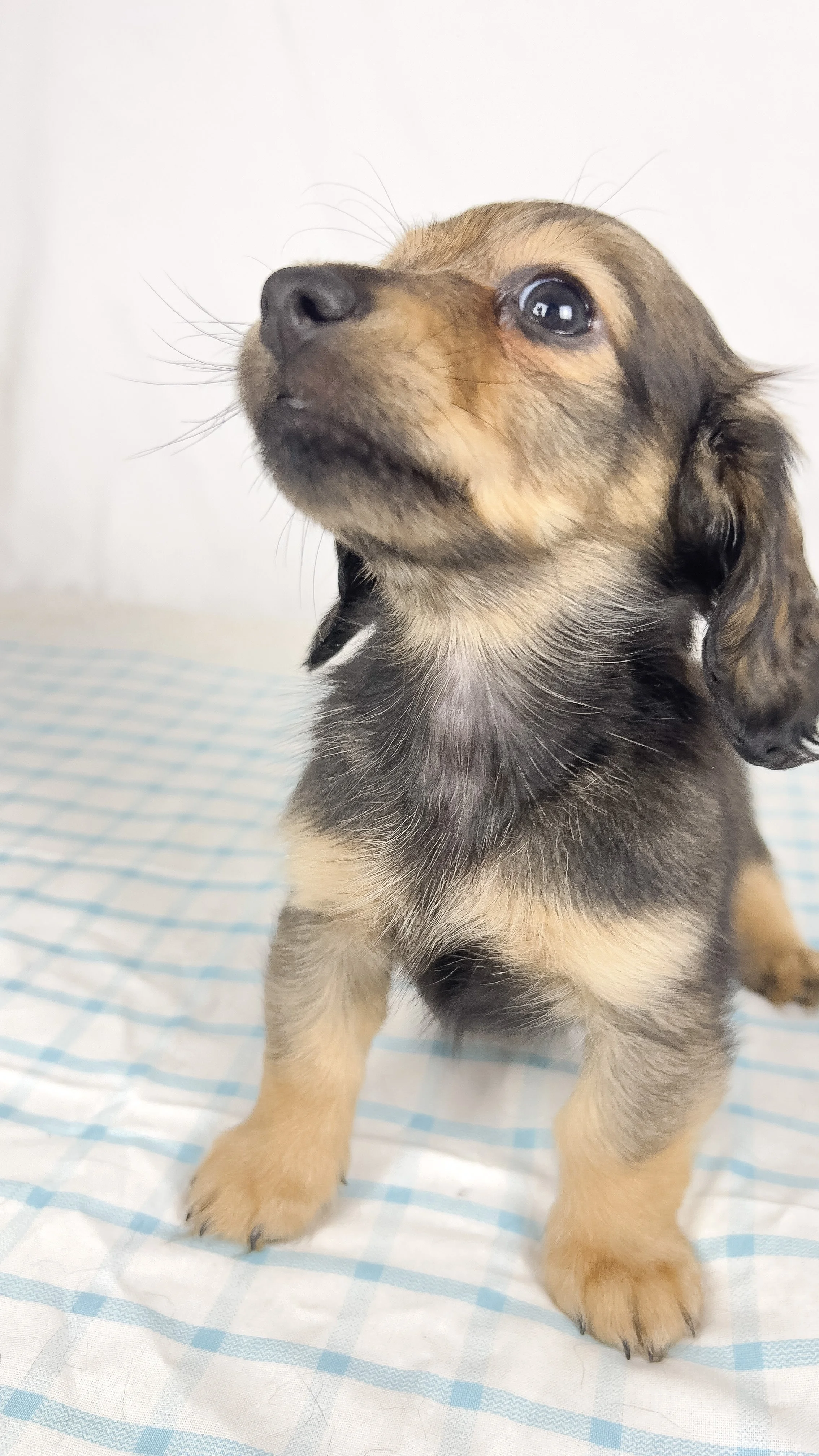 Sundae (RESERVED, longhaired girl)