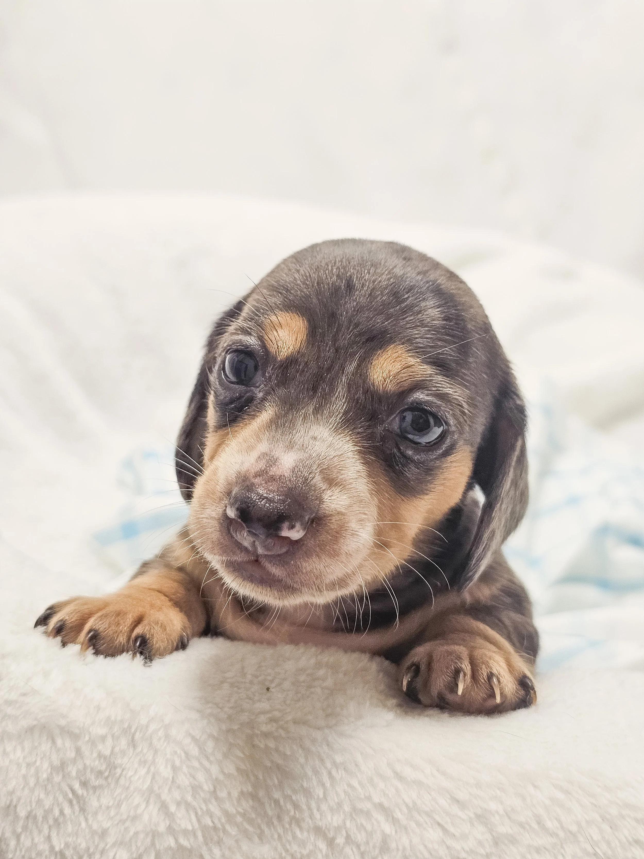 Chili cheese (shorthaired boy, $2500 with a $500 deposit towards total)