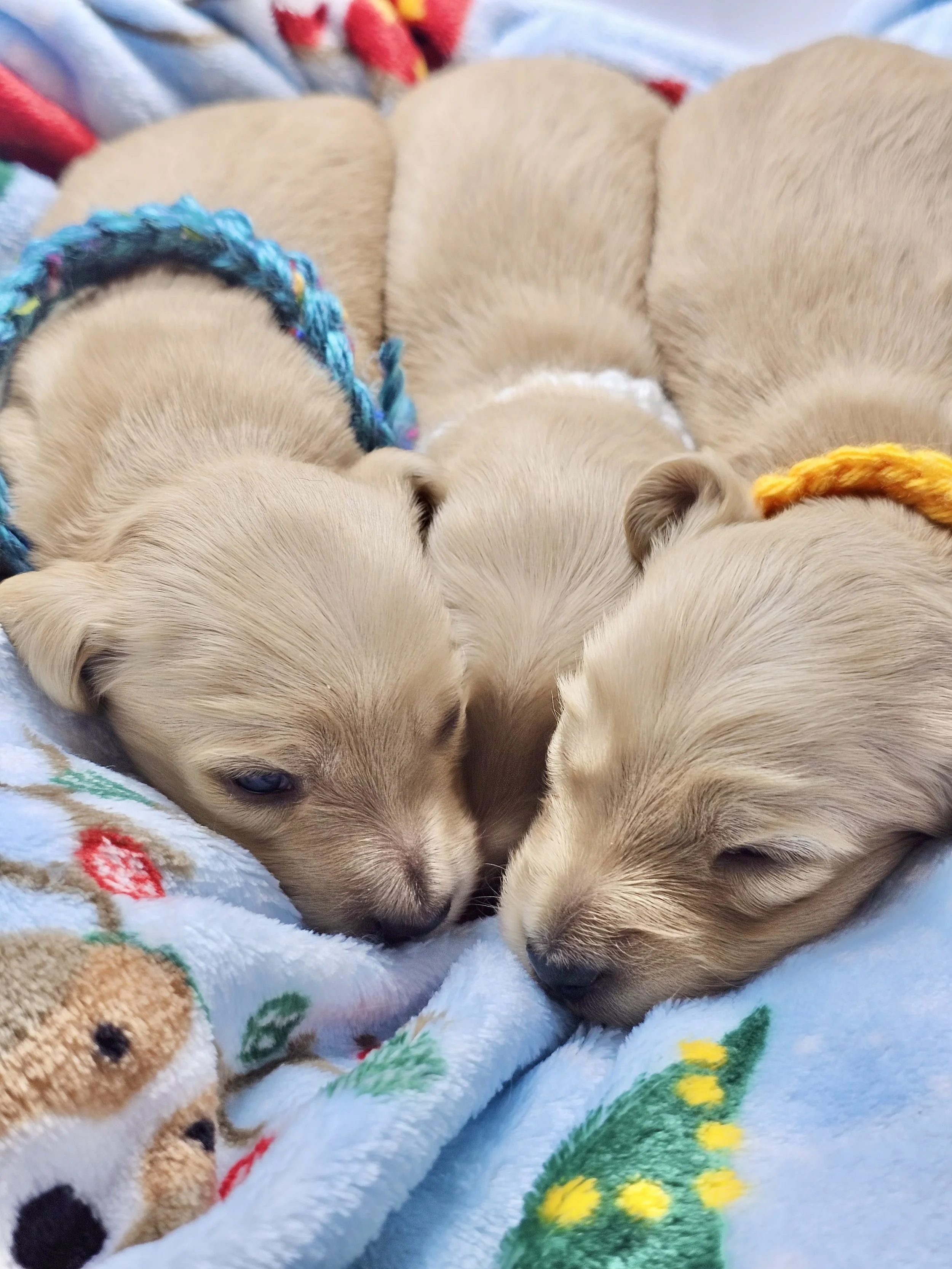 Four adorable dachshund puppies with brown and black fur, in front of a background with Valentine's Day themed hearts and words like 'Kiss Kiss' and 'Sweet Talk'.
