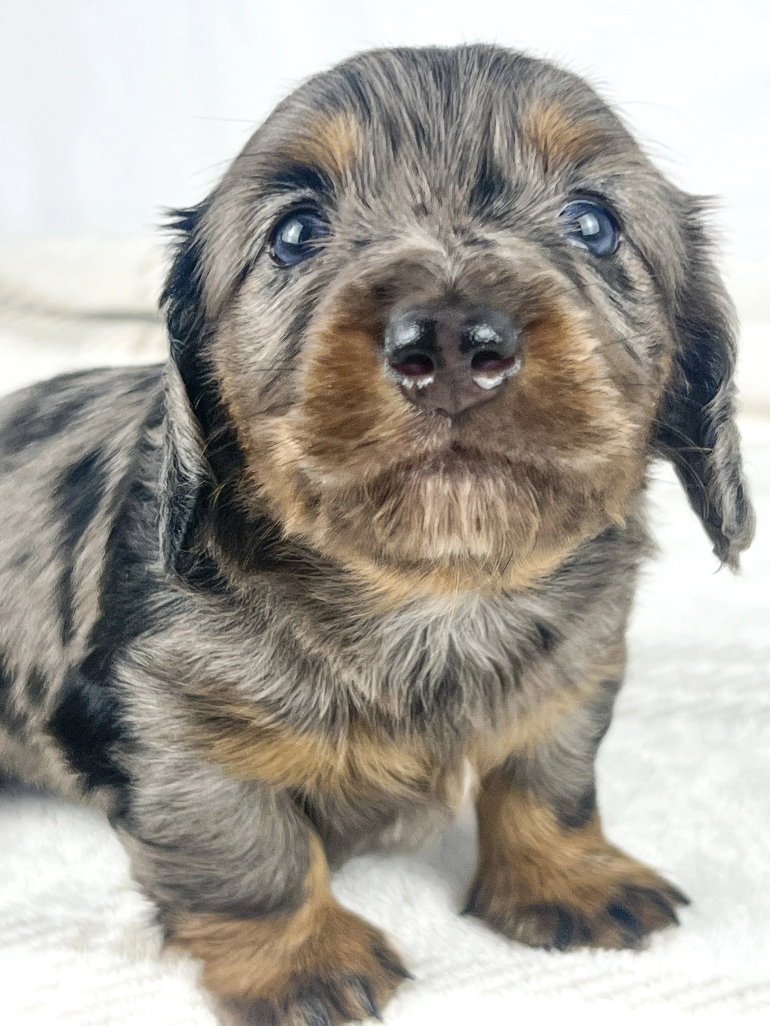 Cadbury aka Winston (RESERVED, longhaired boy)