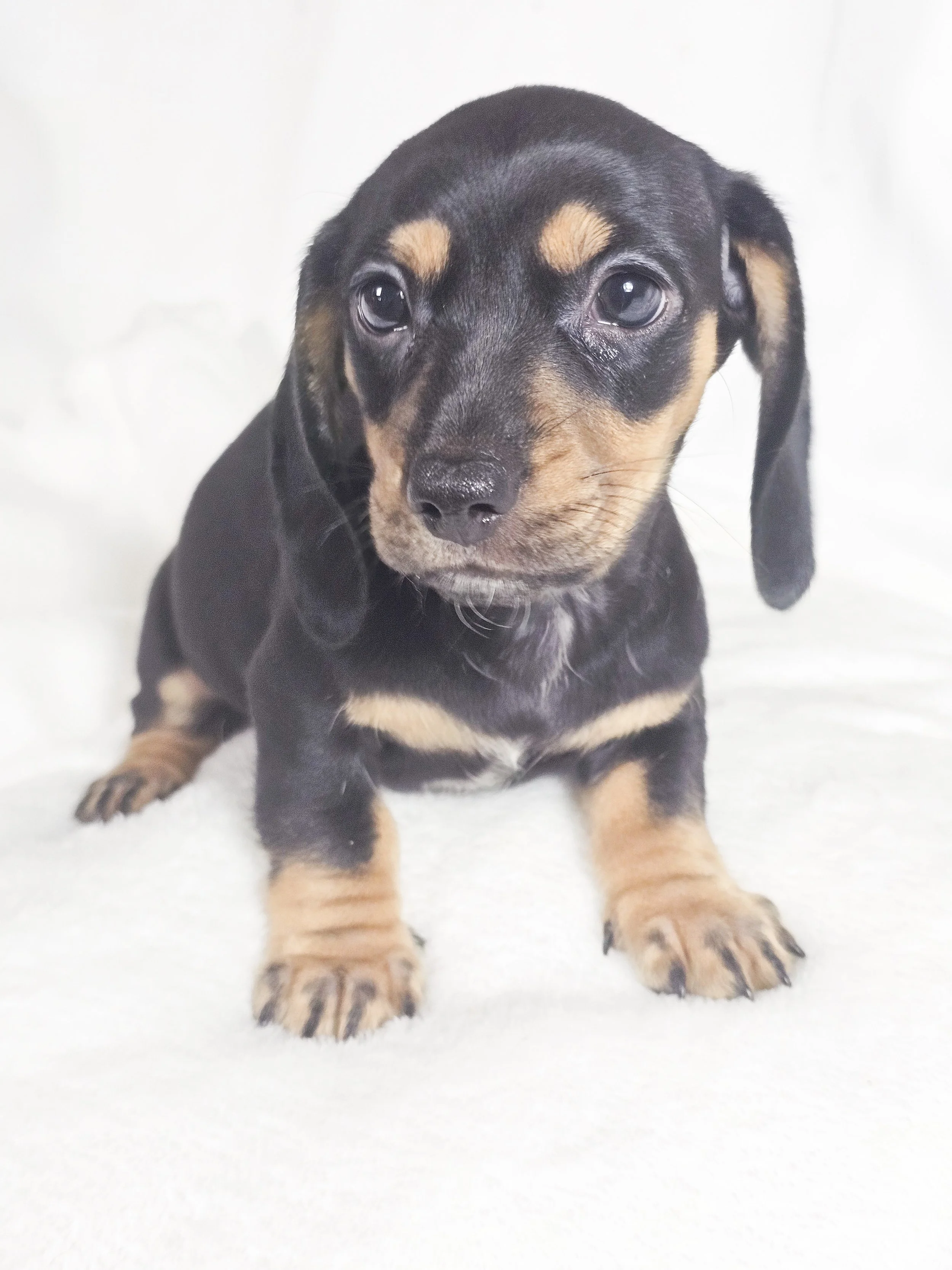 Flamin hot (RESERVED, shorthaired boy)