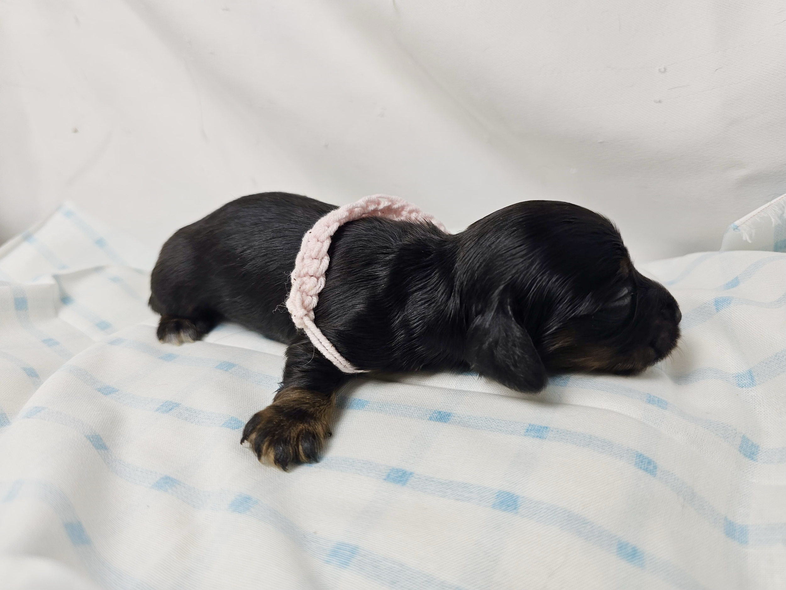 Reese's (longhaired girl, $2500 with a $500 deposit towards total)