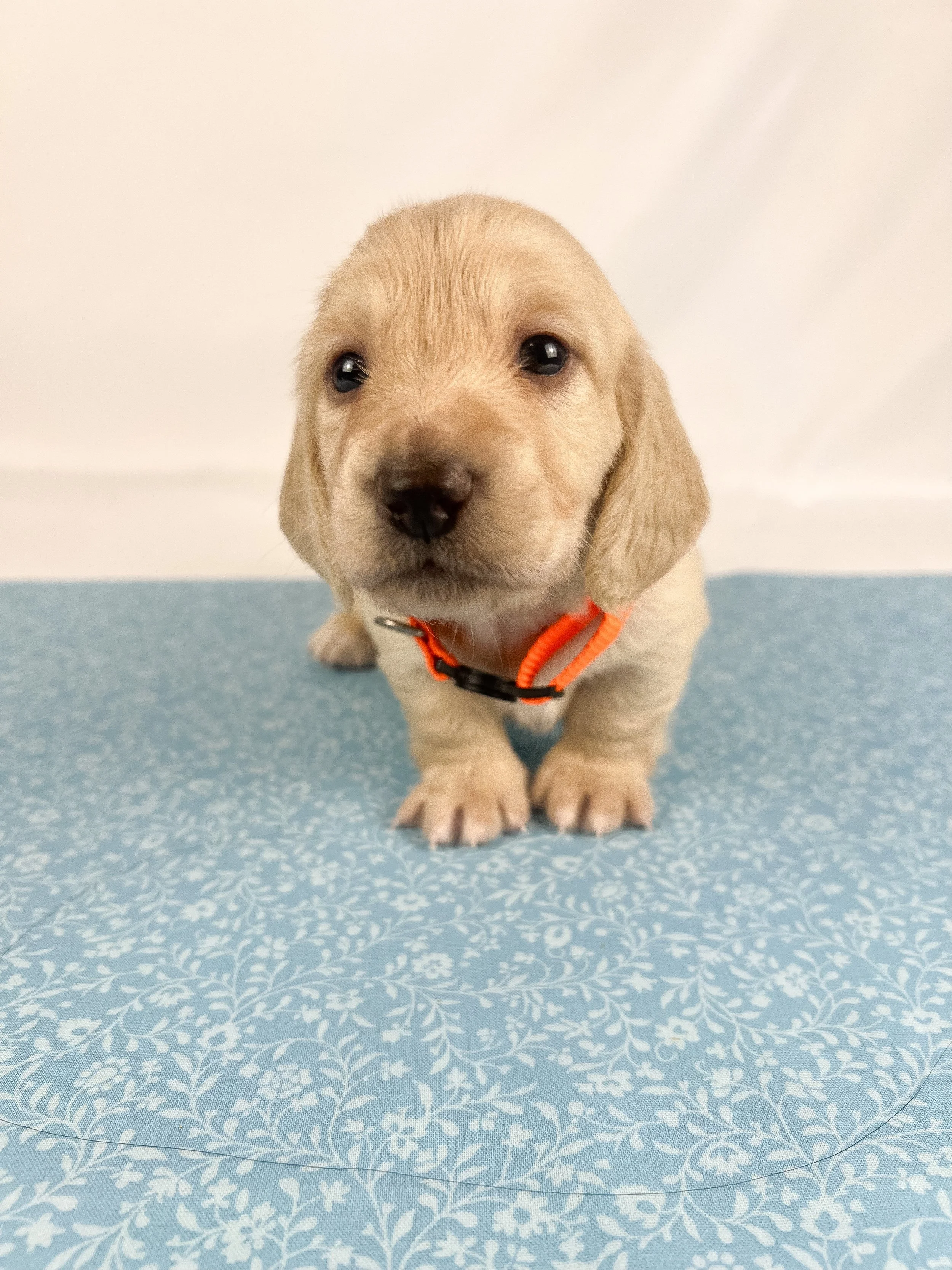 Cheddar aka Benson (RESERVED, longhaired boy)