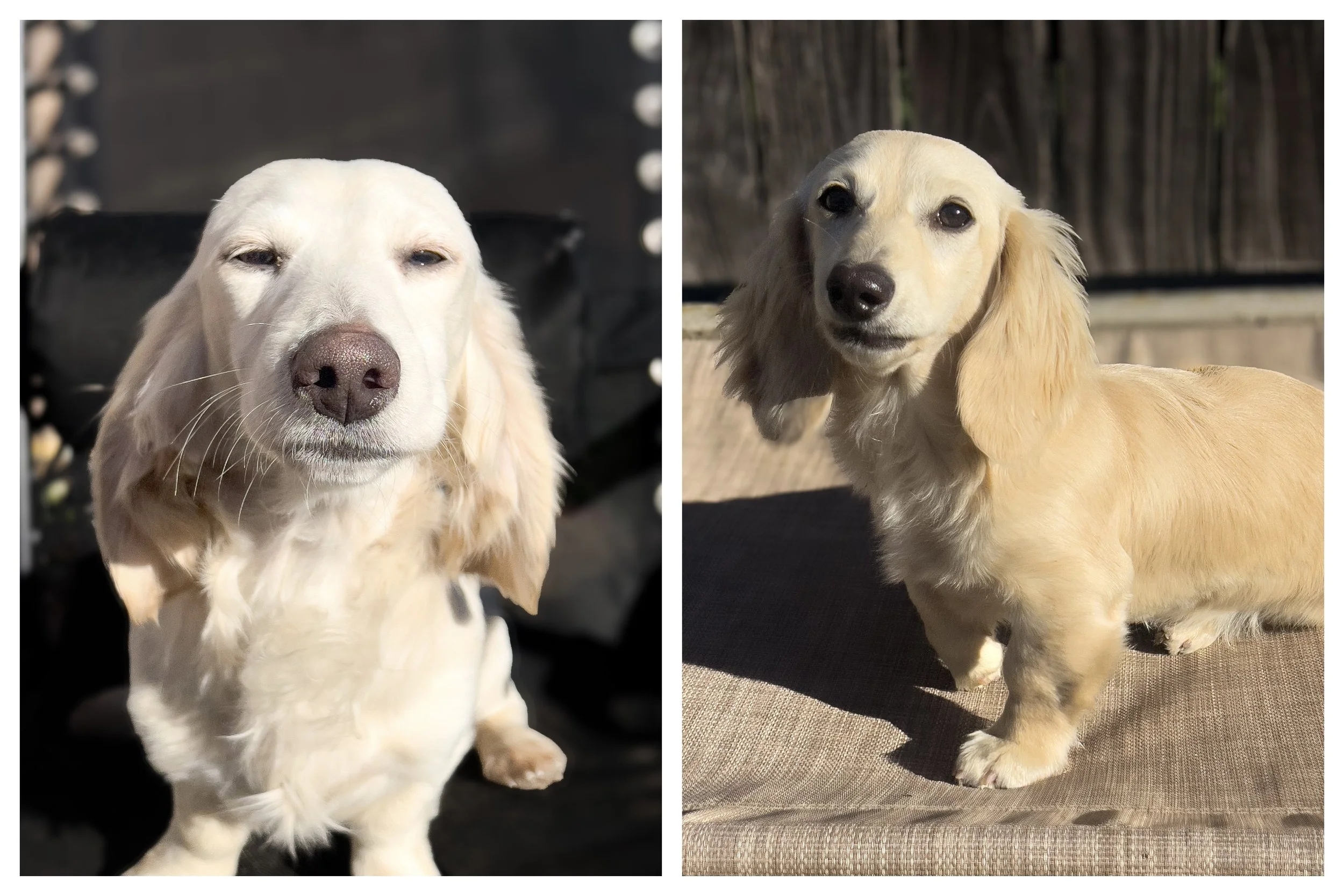Two adorable cream-colored dachshund puppies with long ears, one with eyes closed and the other with eyes open, sitting outdoors on a sunny day.