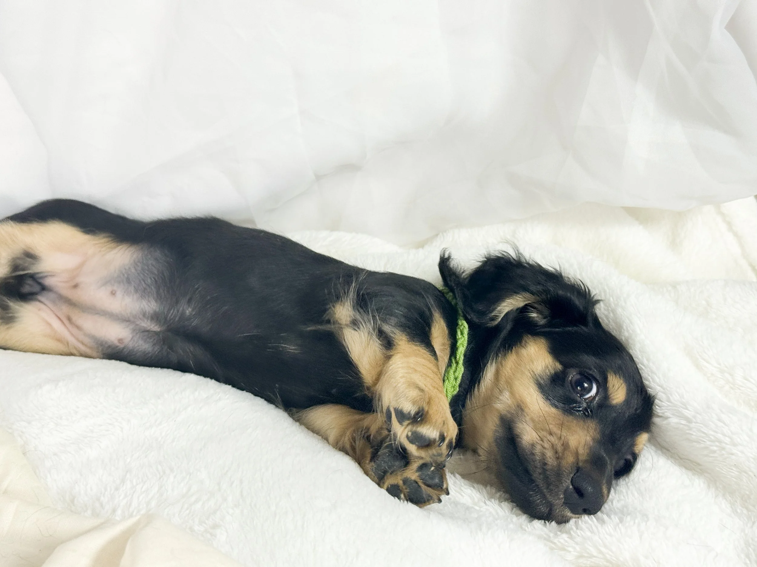 Pistachio Cream (RESERVED, longhaired girl)