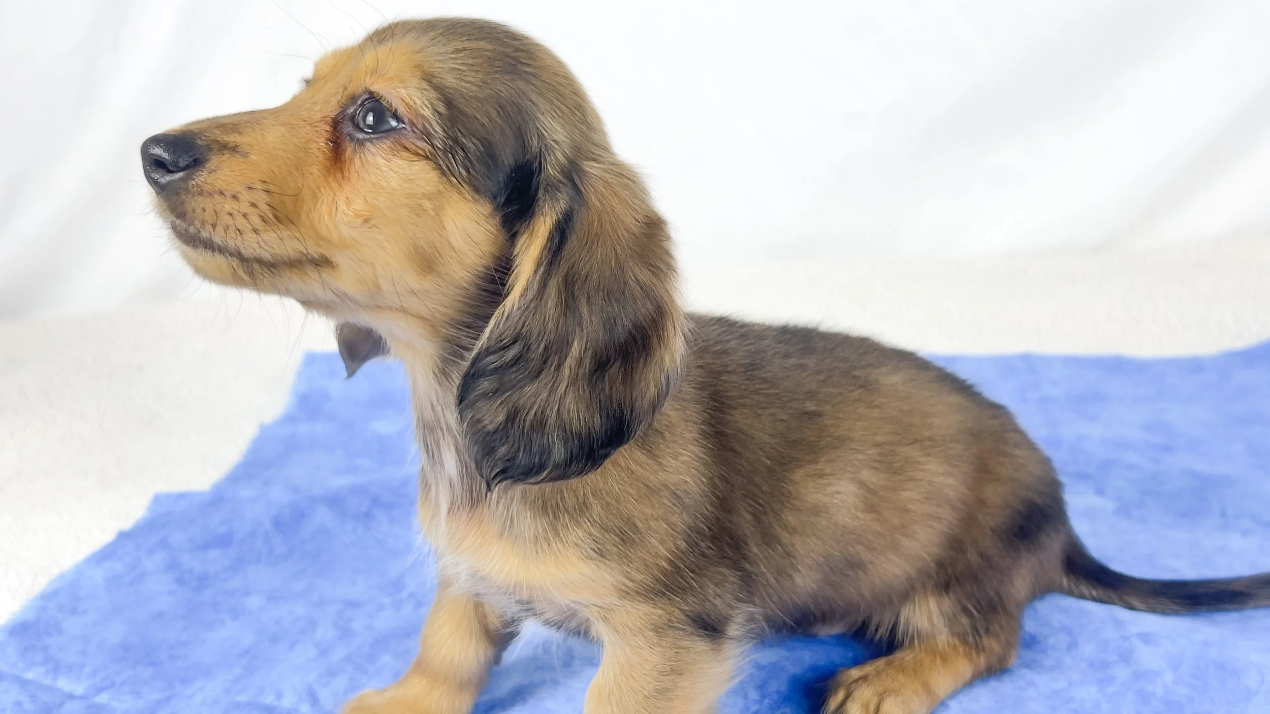 Cherry (RESERVED, longhaired boy)