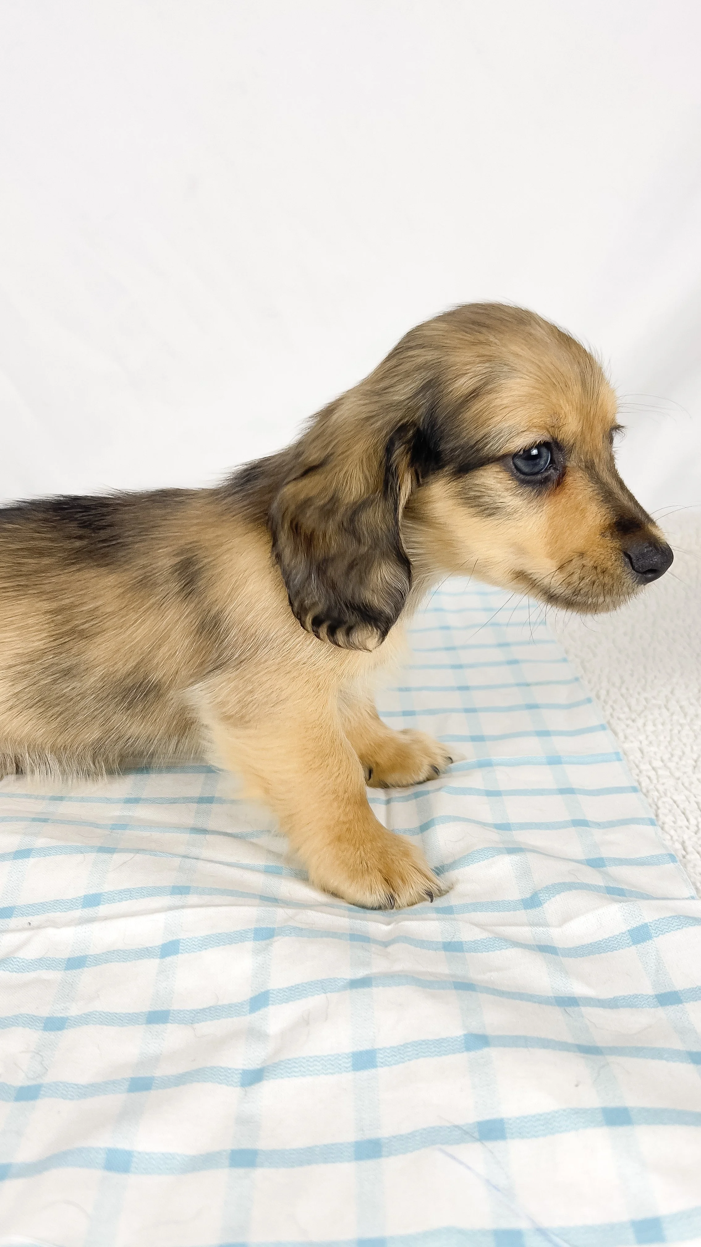 Chicken bake (RESERVED, longhaired boy)