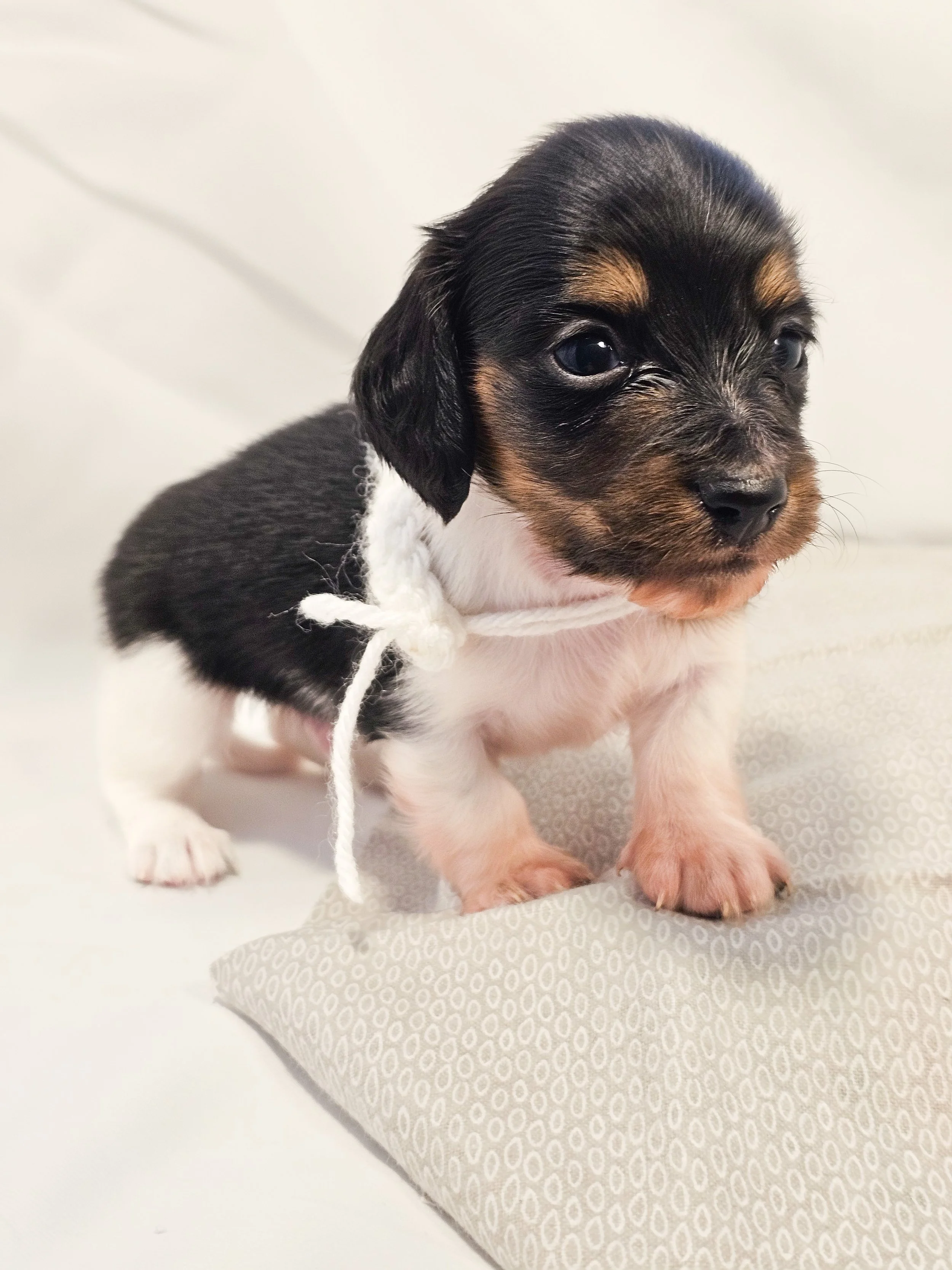 Marshmallow (longhaired boy, $4000 with a $500 deposit towards the total)