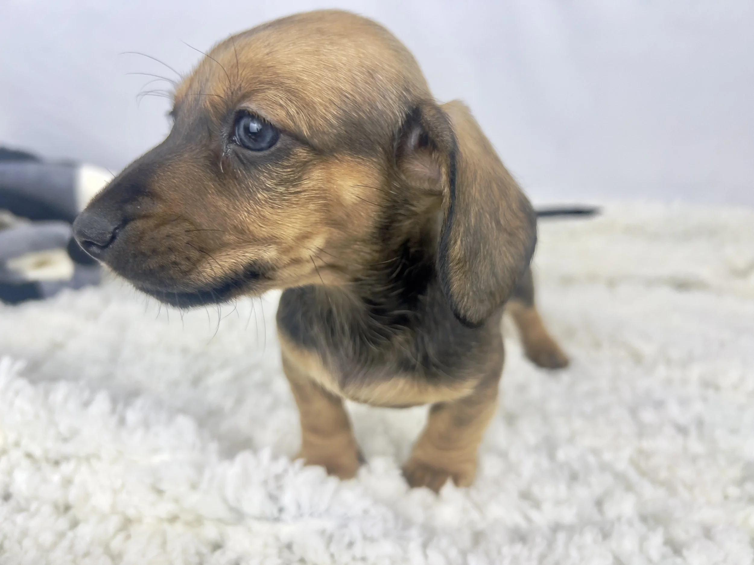 Pumpkin Latte aka Jerry (RESERVED, shorthaired boy)