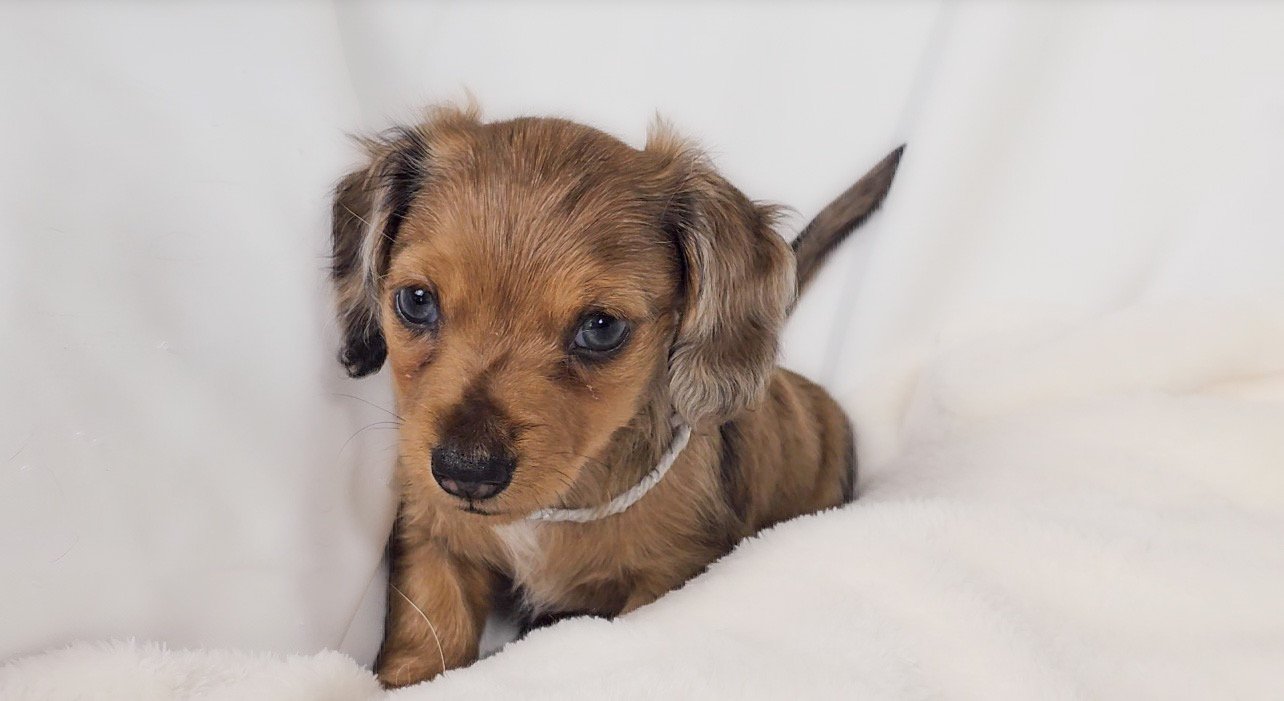 Orchid (RESERVED, longhaired girl)