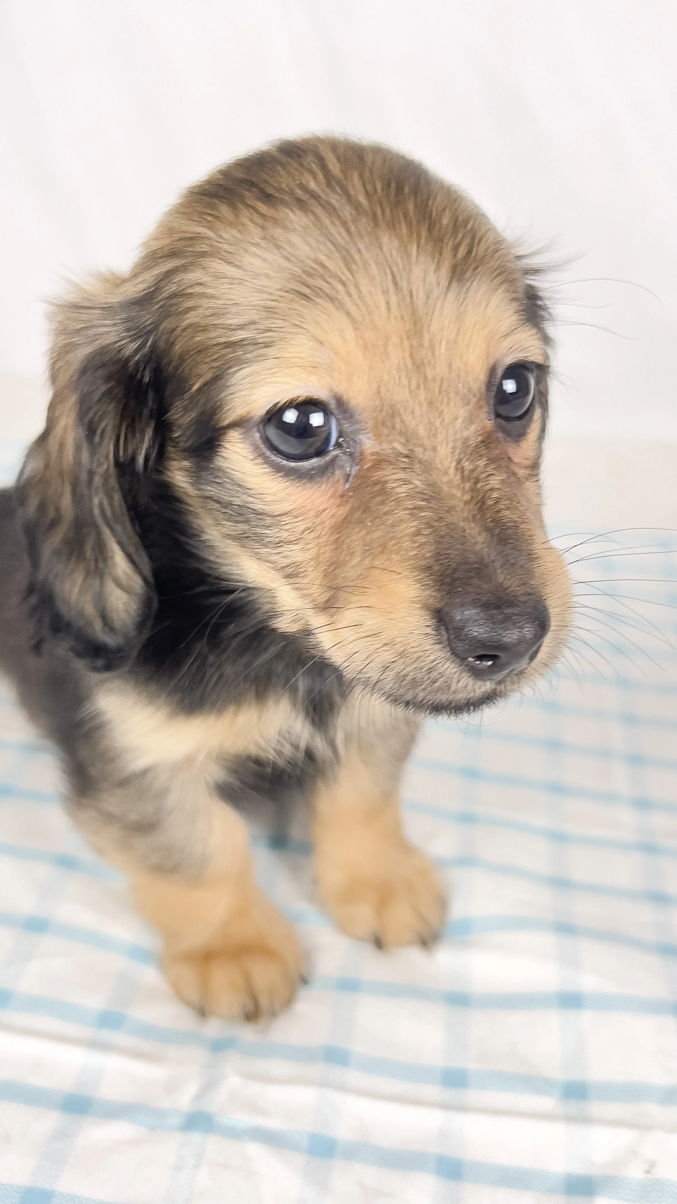 Sundae (RESERVED, longhaired girl)