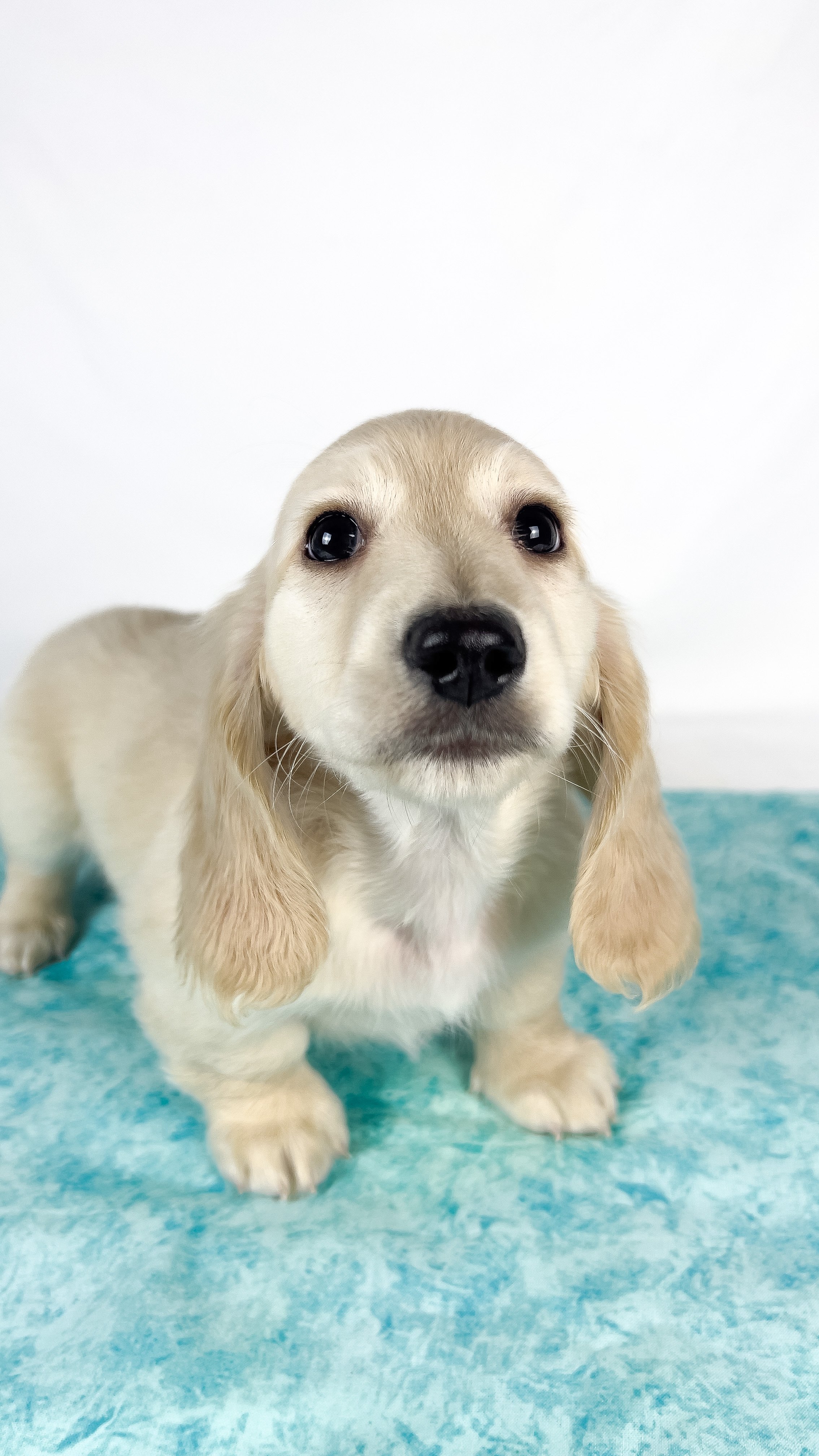 Parmesan aka Wally (RESERVED, longhaired boy)