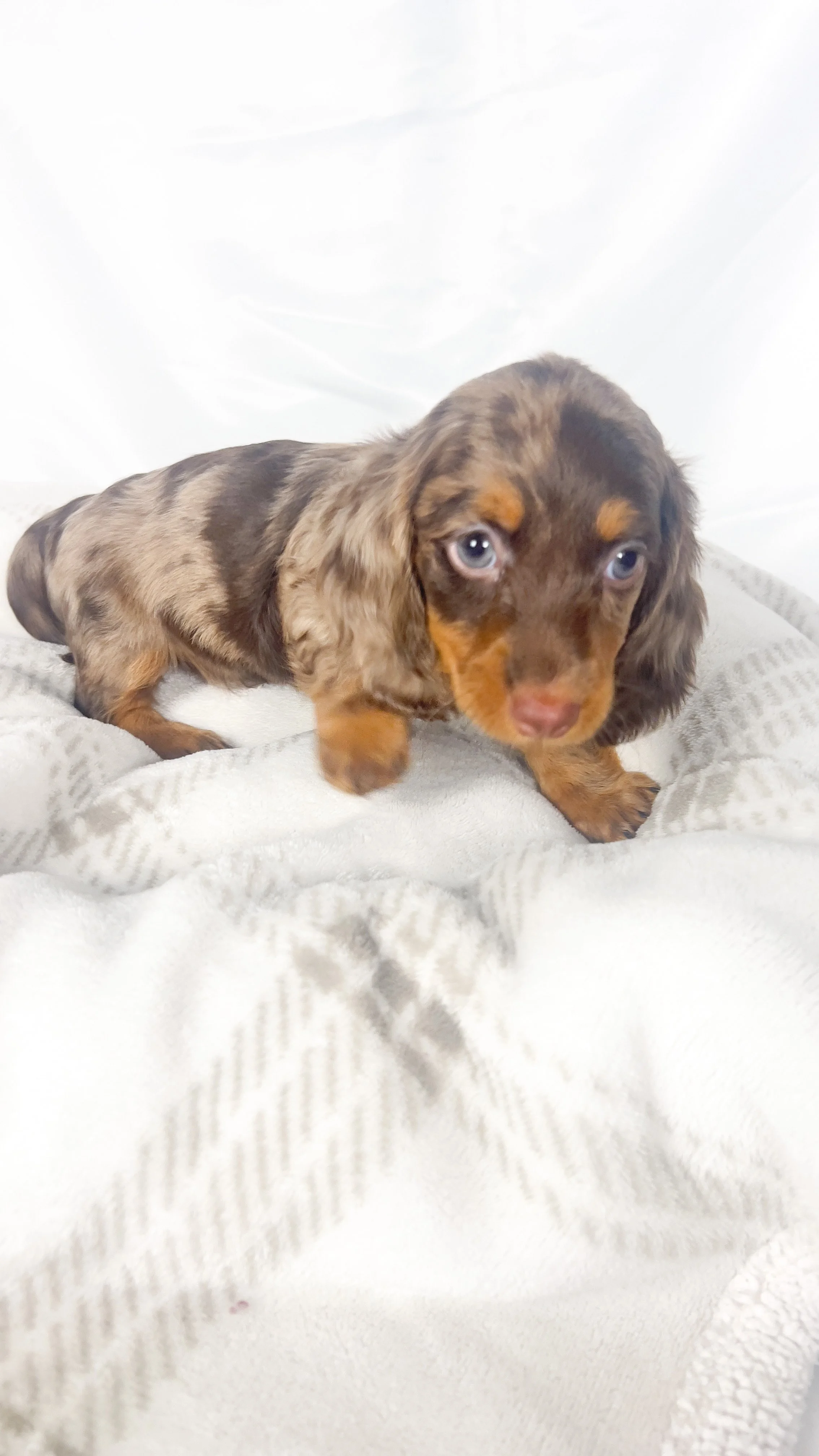 Taro (RESERVED, longhaired girl)