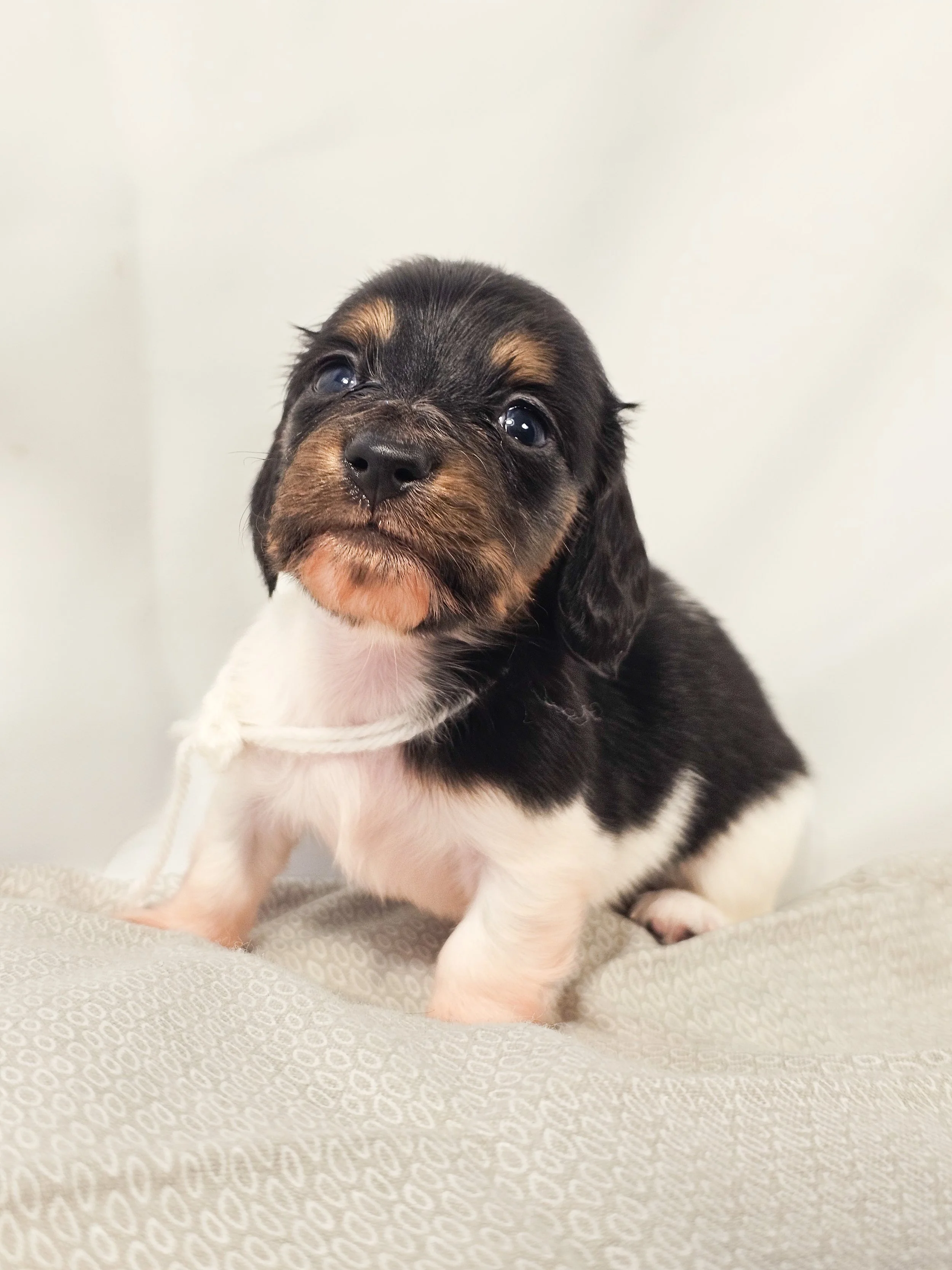 Marshmallow (longhaired boy, $4000 with a $500 deposit towards the total)