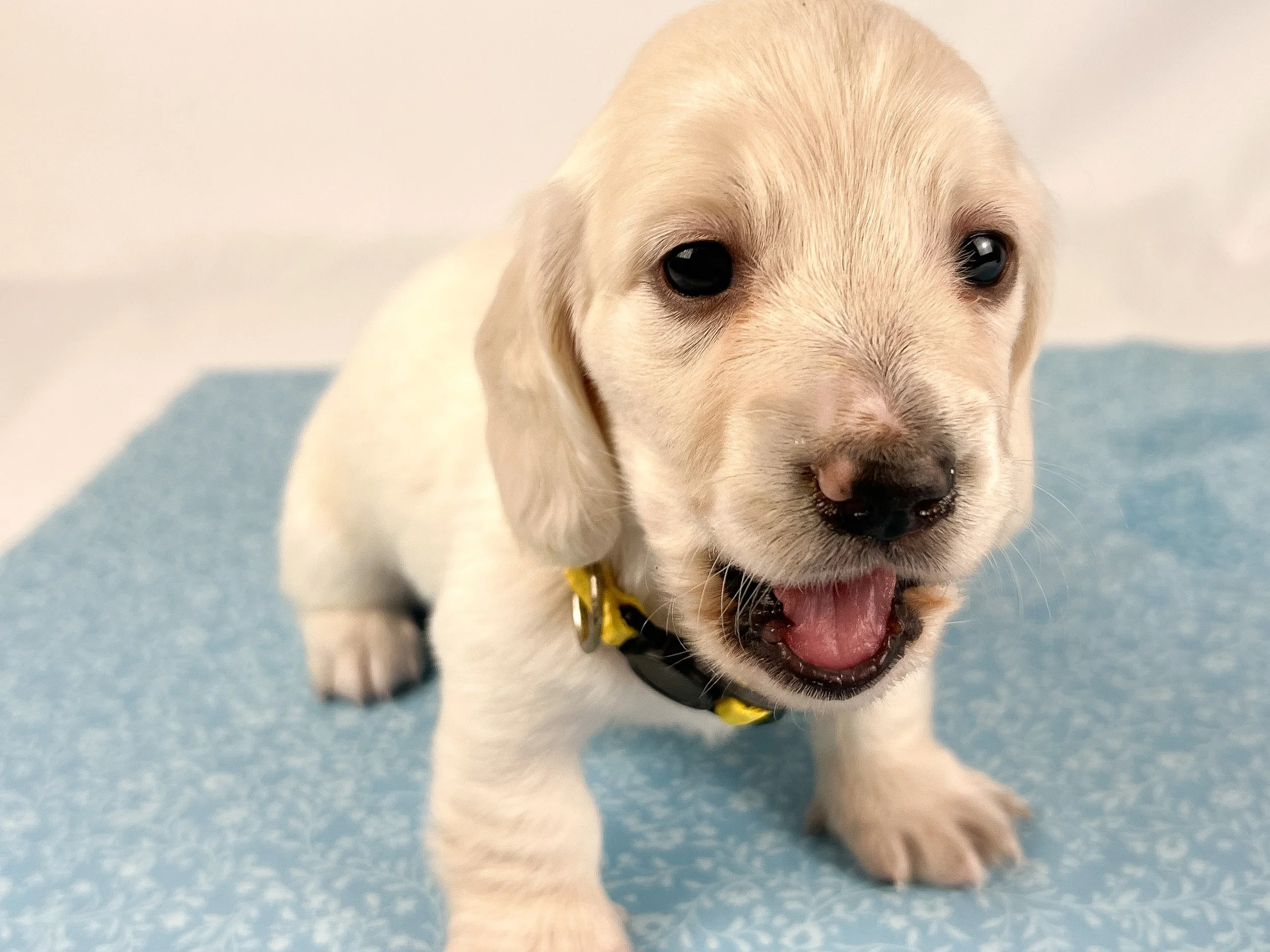 Mozzarella (longhaired boy, $4000 with a $500 deposit towards total)