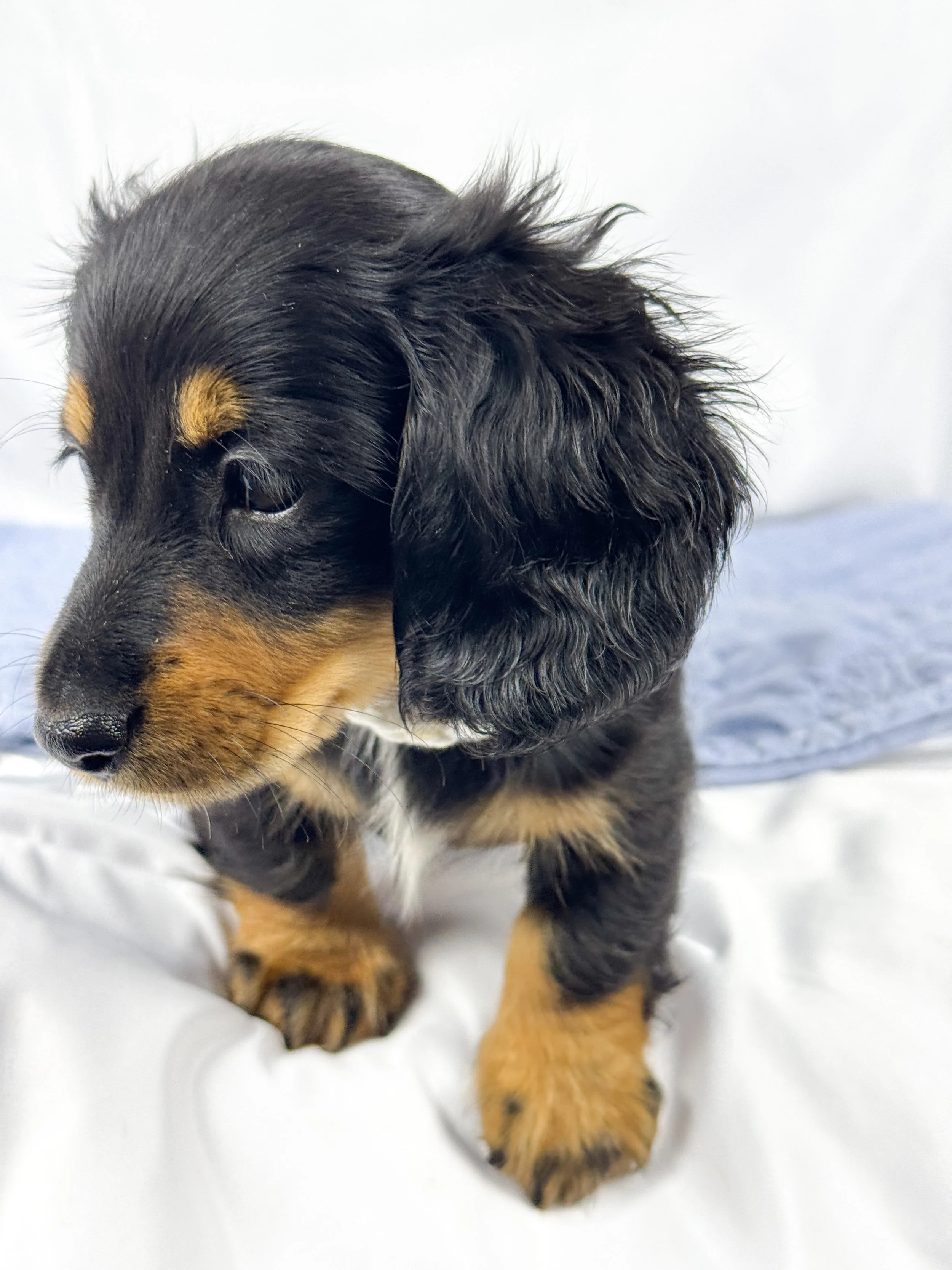 Dill pickle aka Arlo (RESERVED, longhaired boy)