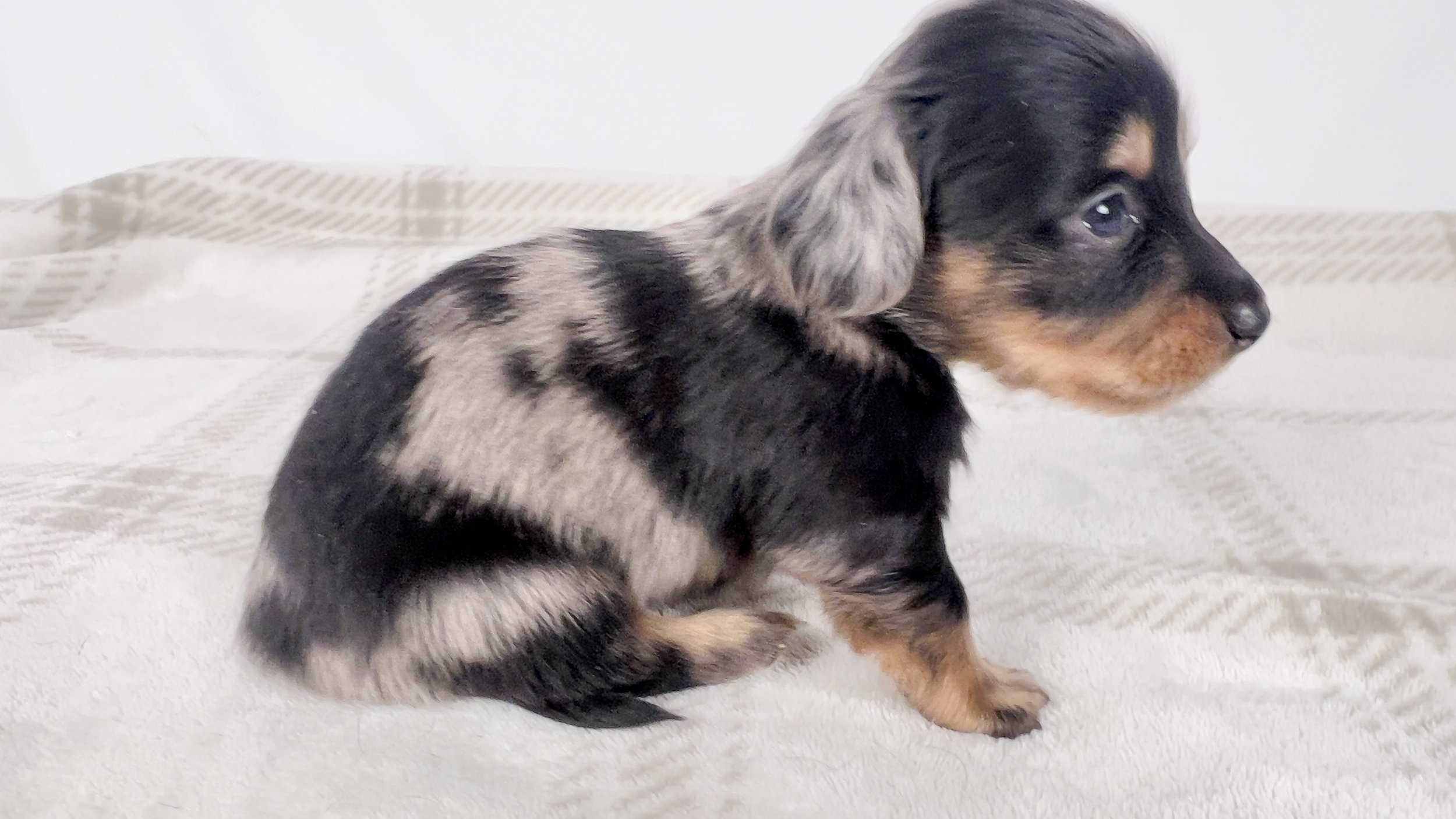 Chocolate aka Frankie (RESERVED, longhaired boy)