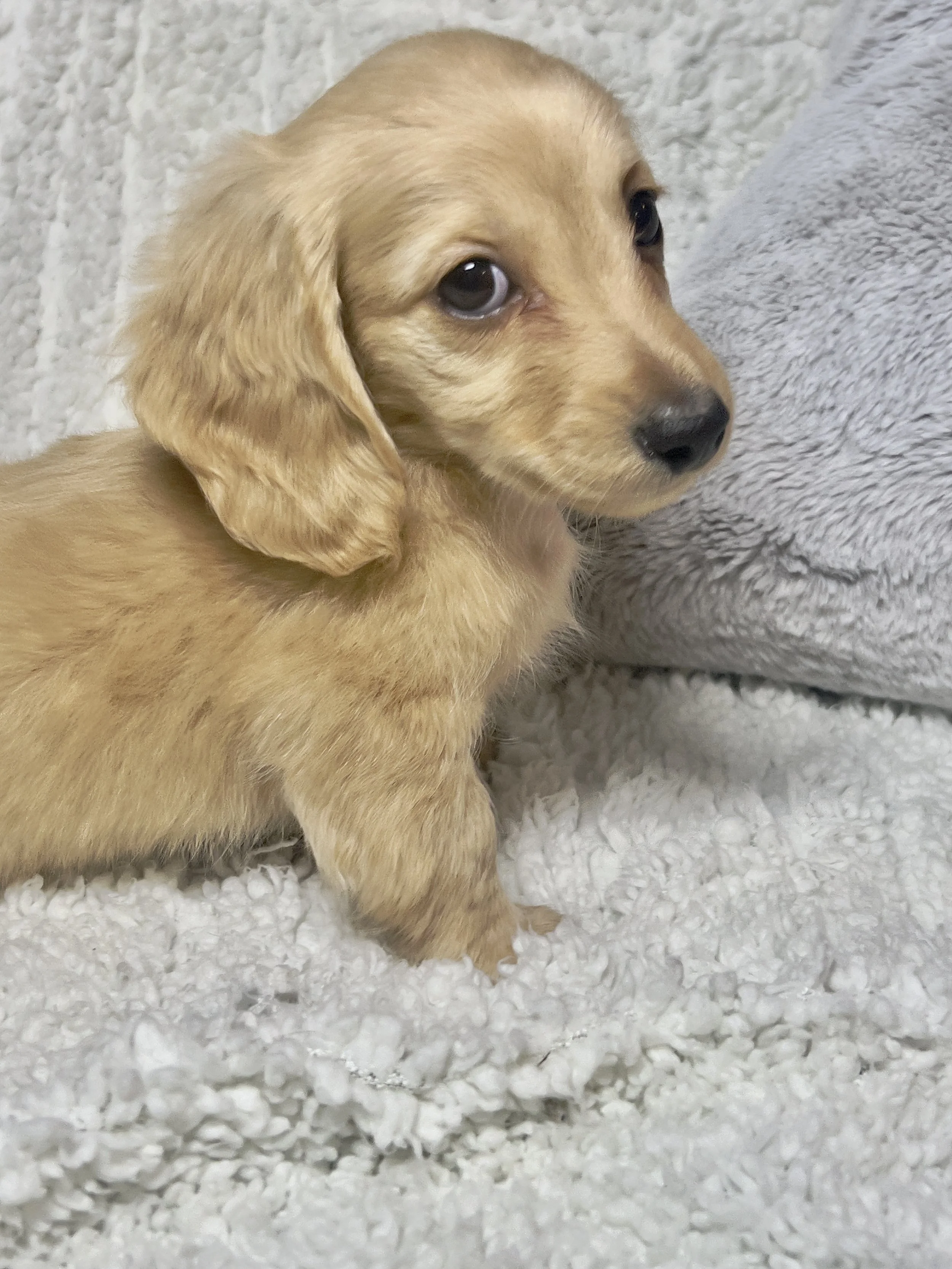 Sparkler aka Cannoli (RESERVED, longhaired boy)