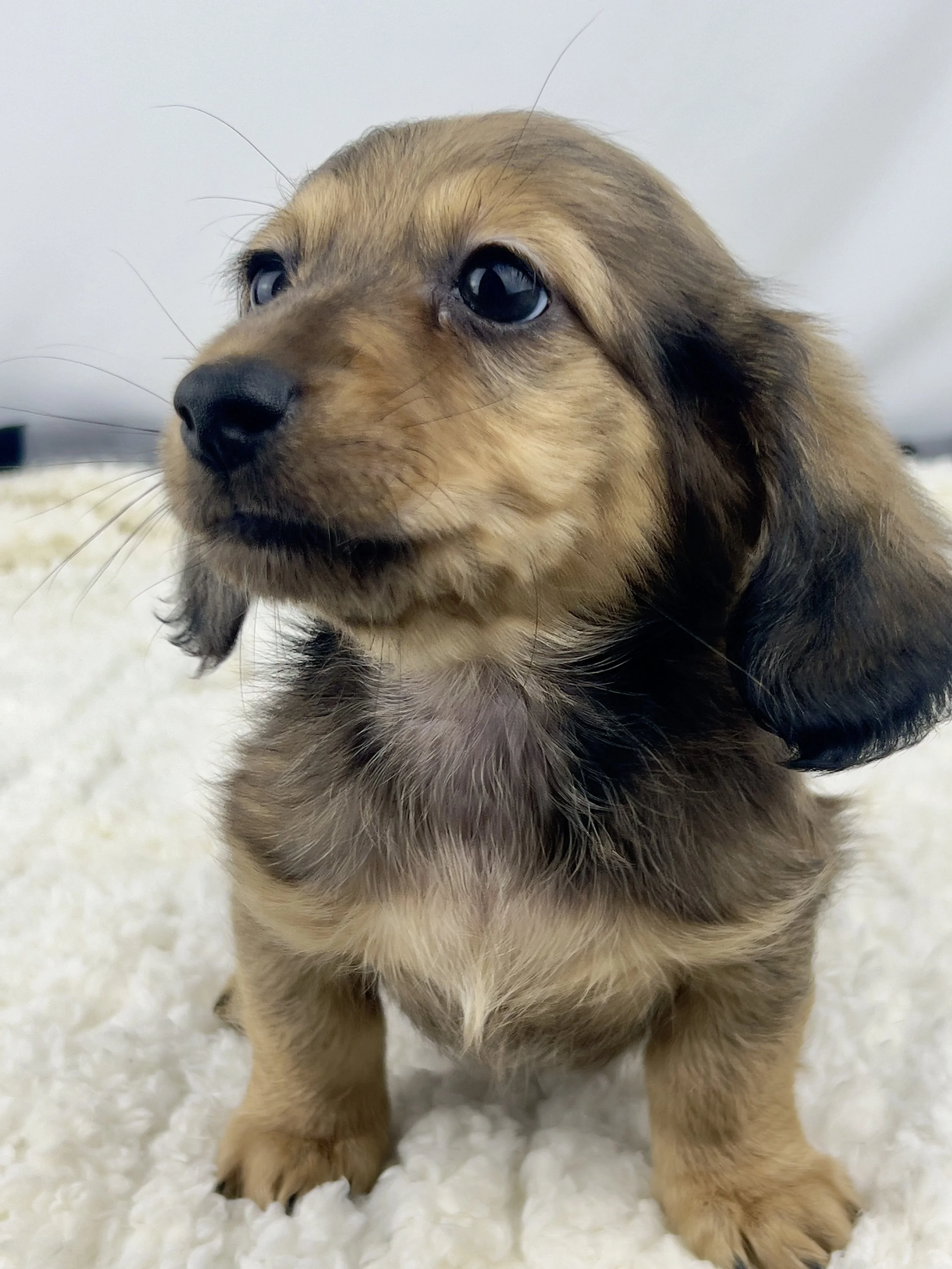Pumpkin Brûlée aka Whiskey (RESEVED, longhaired boy)