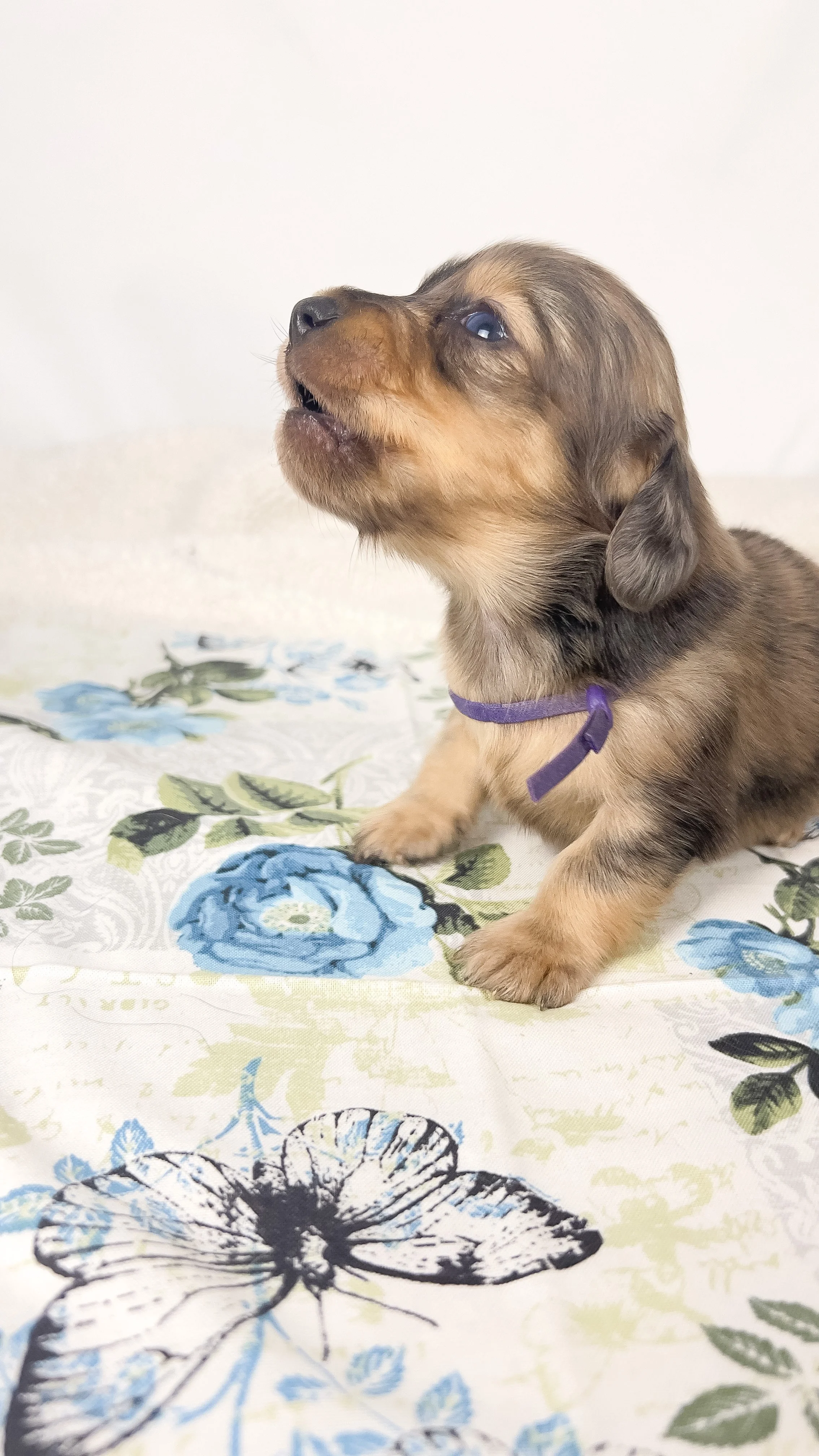 Chicken bake (RESERVED, longhaired boy)