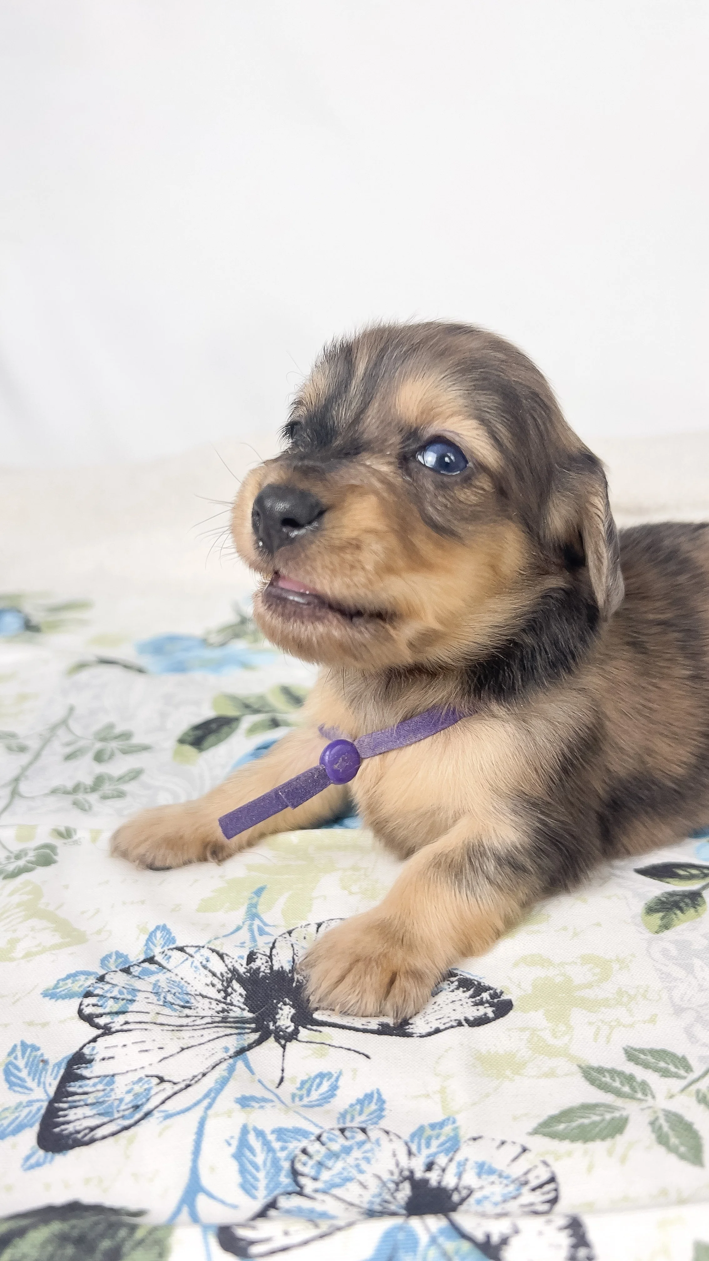 Chicken bake (RESERVED, longhaired boy)