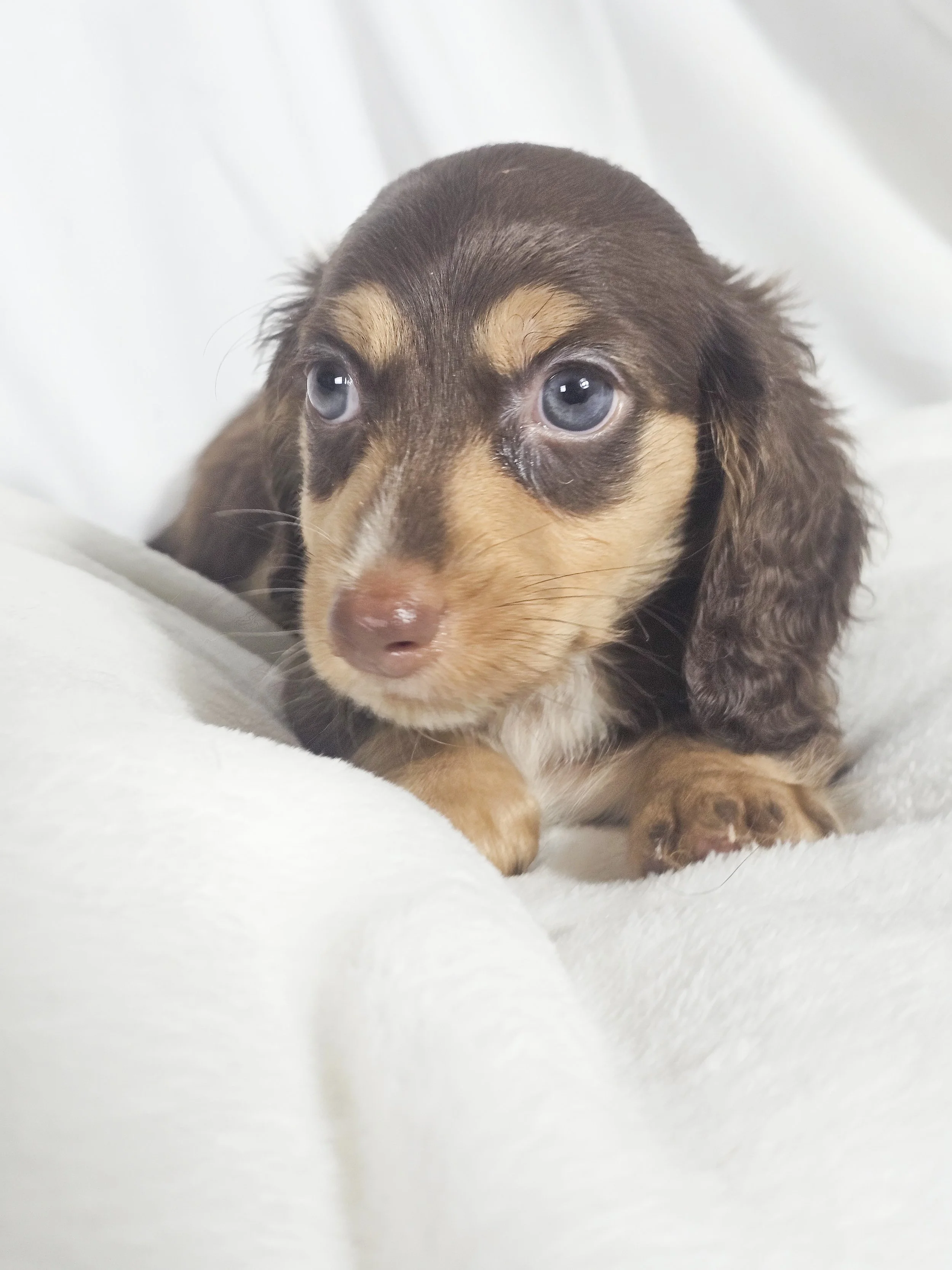 Twists HBBQ (RESERVED, longhaired boy)