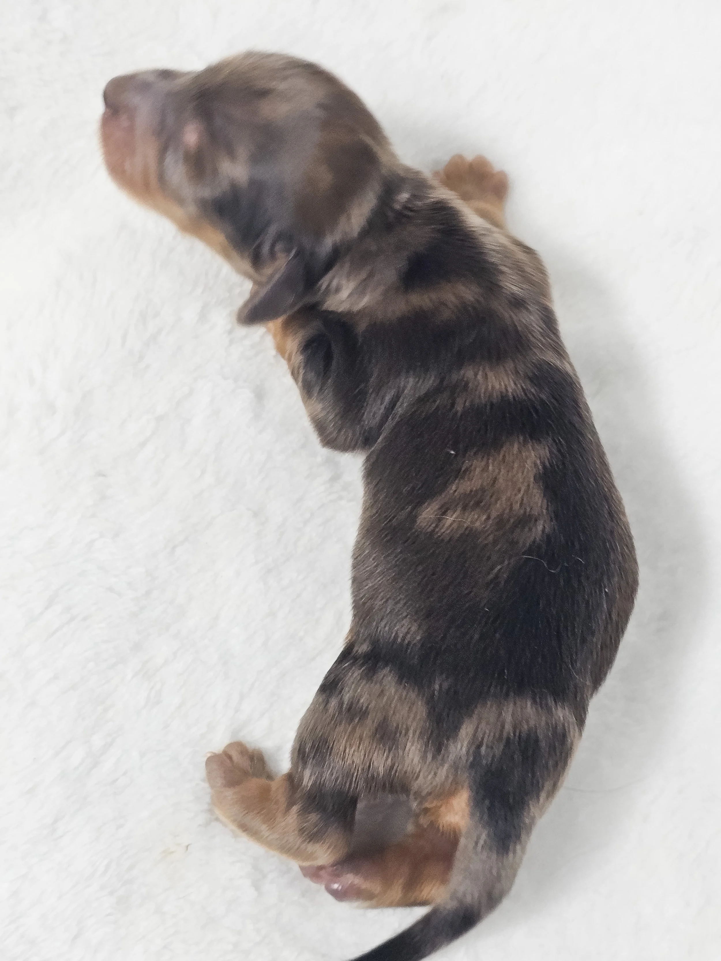 Fig (longhaired boy, $3000 with a $500 deposit towards total)