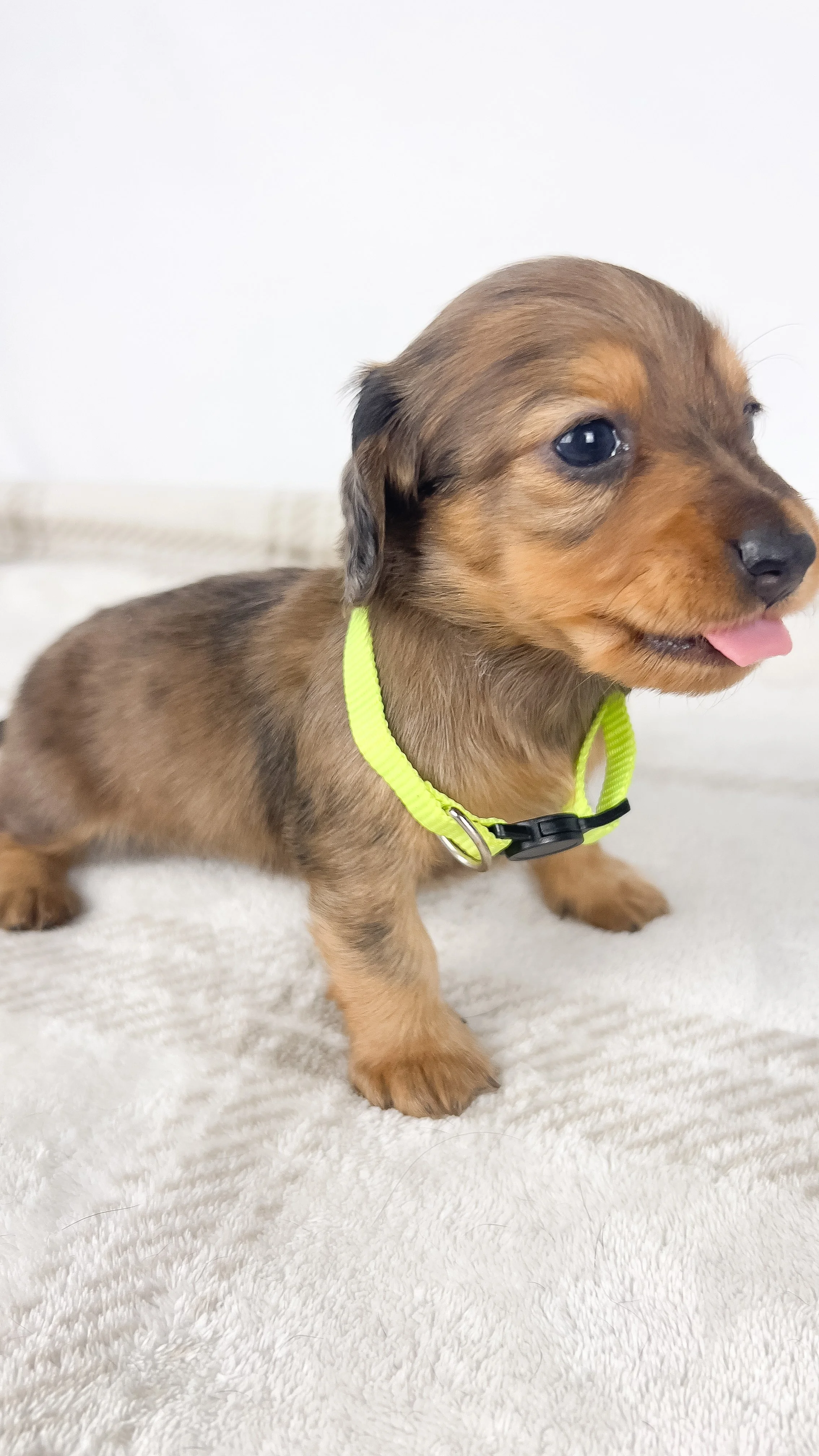 Peanuts (RESERVED, longhaired boy)