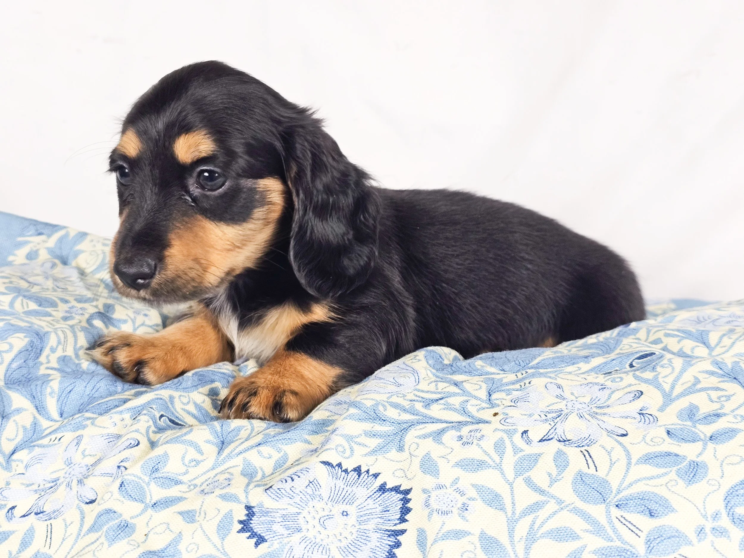Limon (RESERVED, longhaired girl)