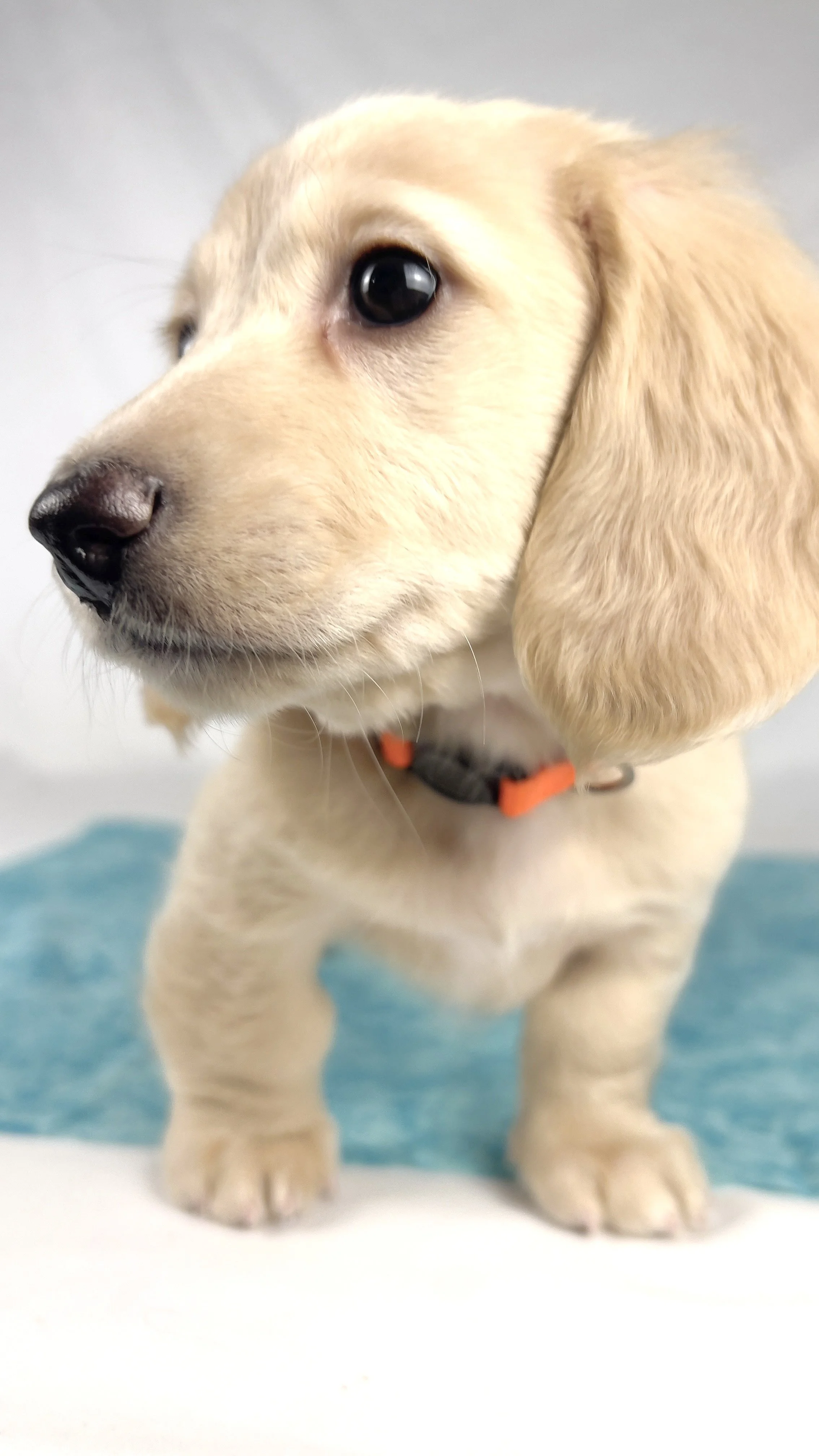 Cheddar aka Benson (RESERVED, longhaired boy)