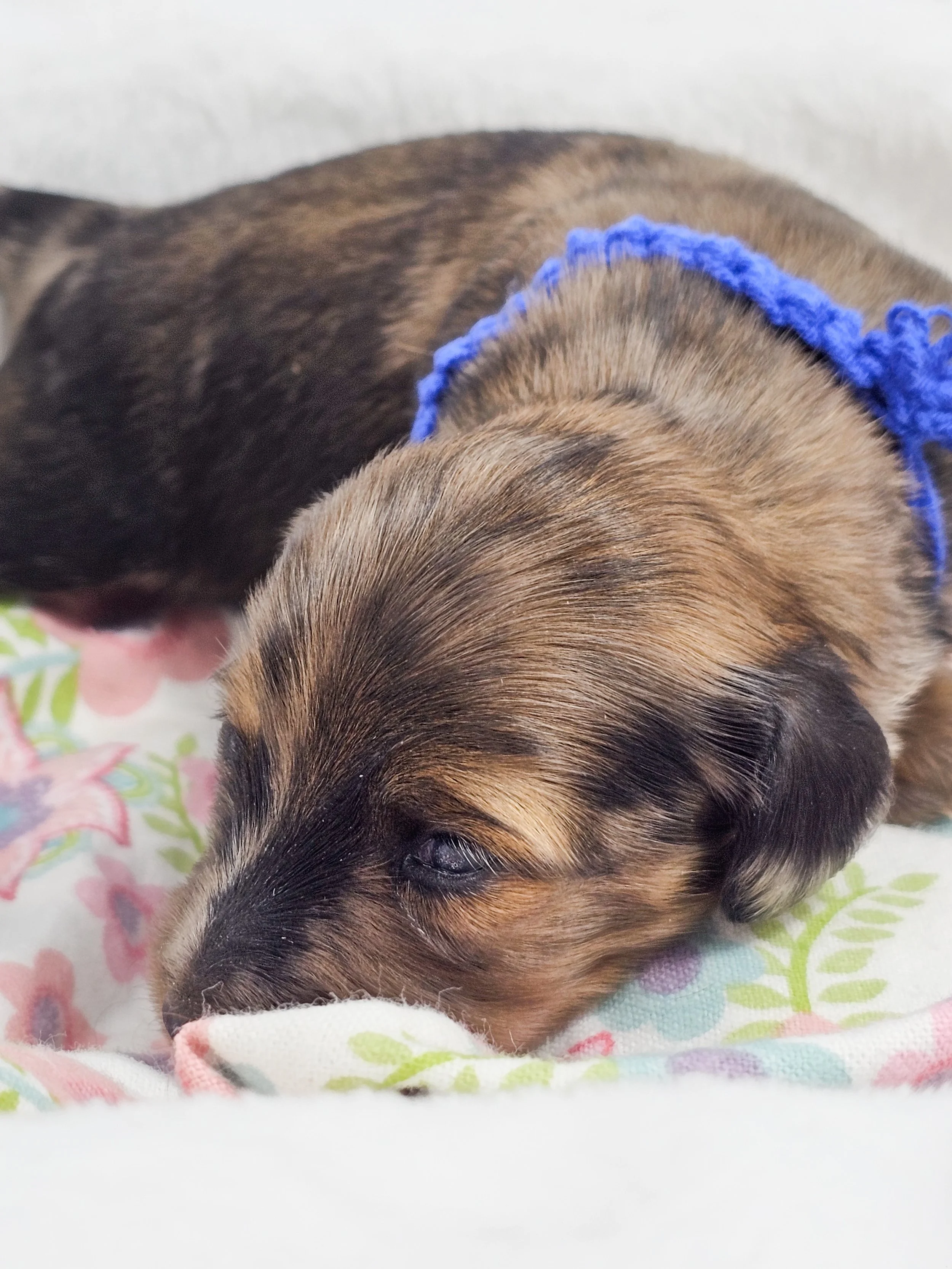 Bucket (RESERVED, longhaired boy)