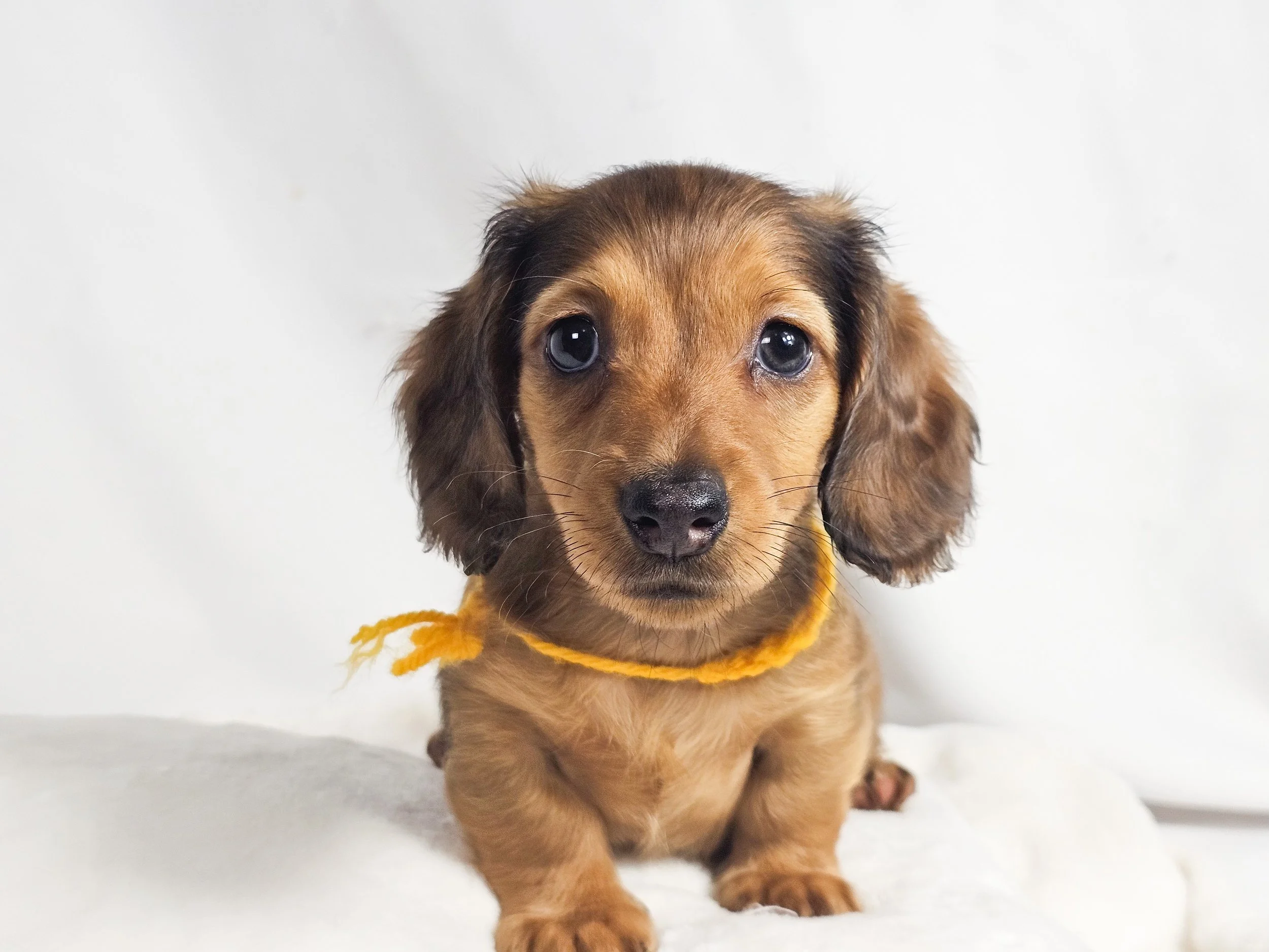 Plum aka Kylo (RESERVED, longhaired boy)